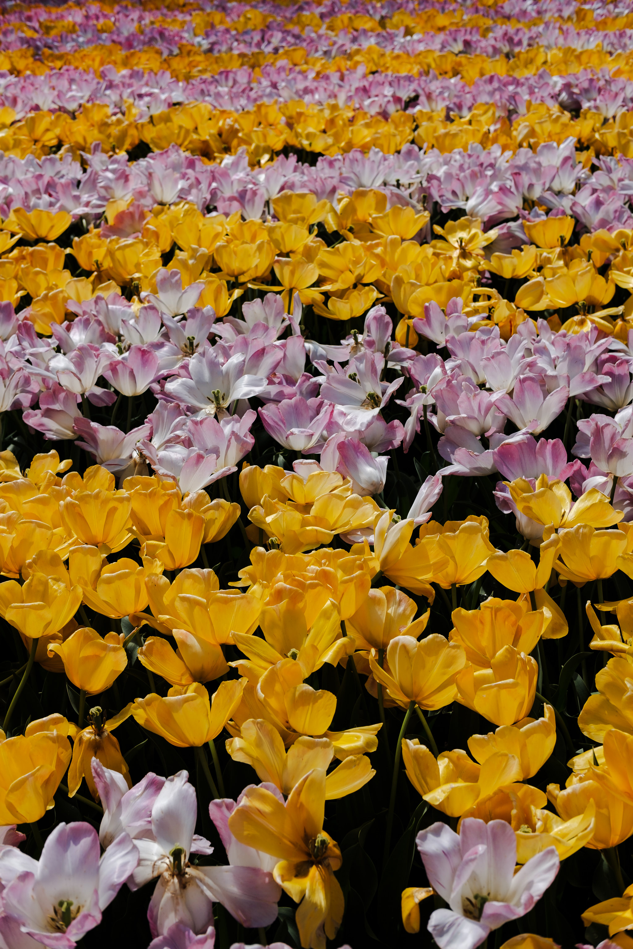 Field of yellow and pink tulips.
