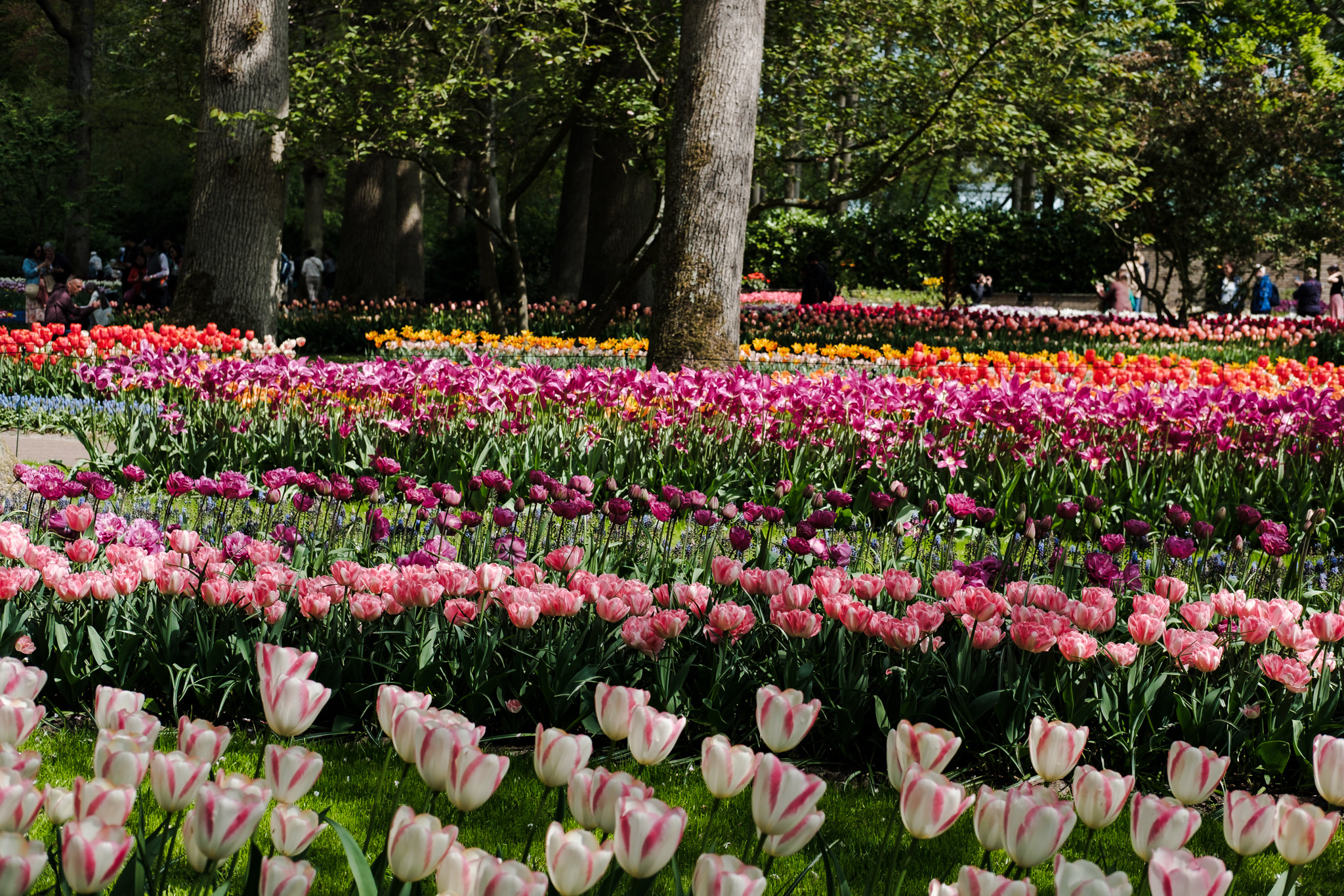 Flowerbeds of colorful tulips in a park.