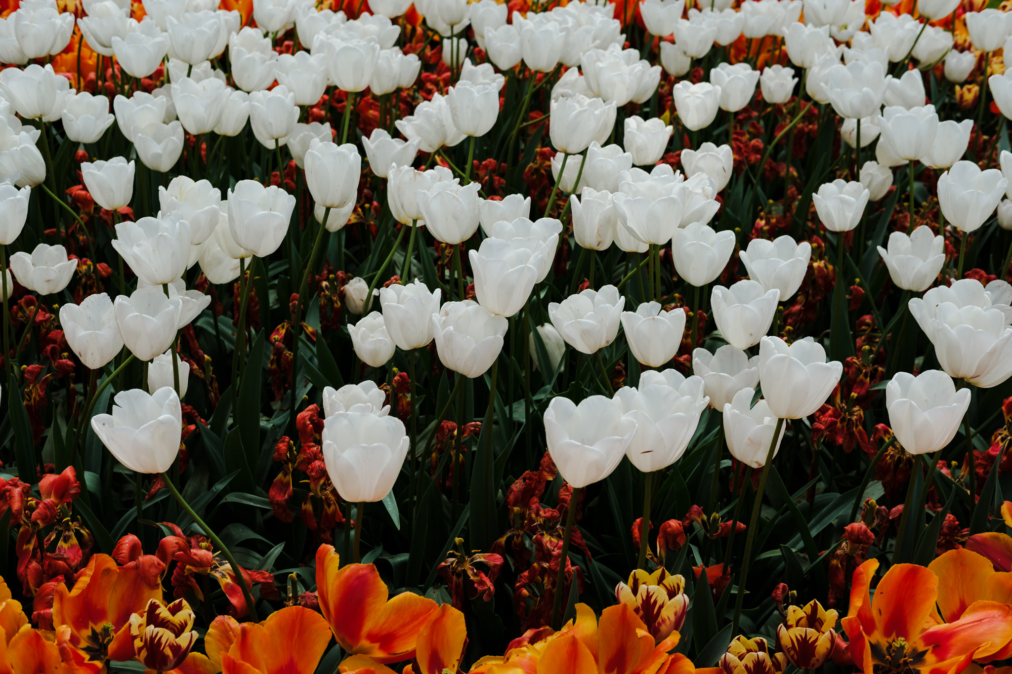 Field of white tulips with orange tulips in the foreground.