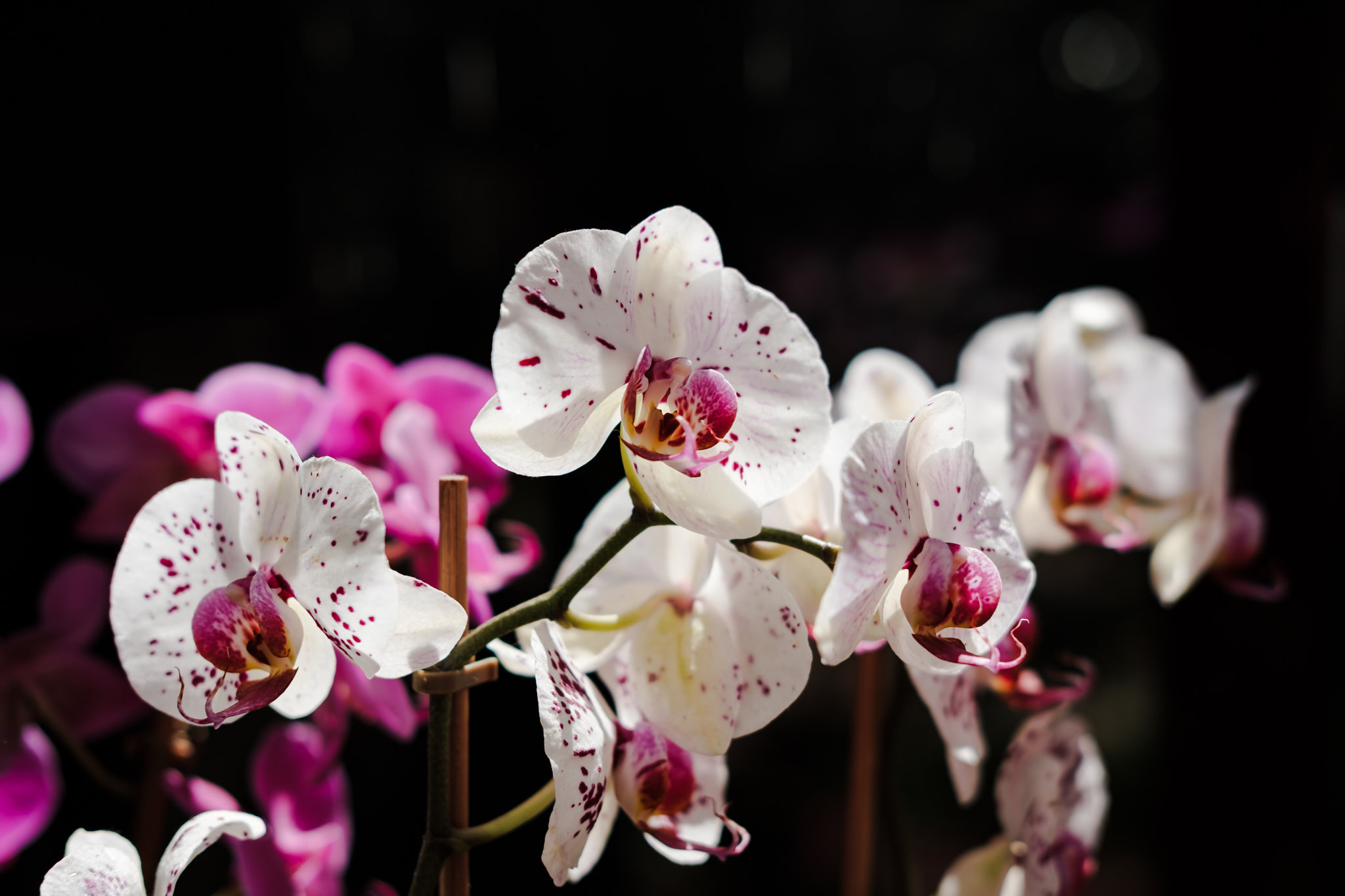 White orchids with red spots.