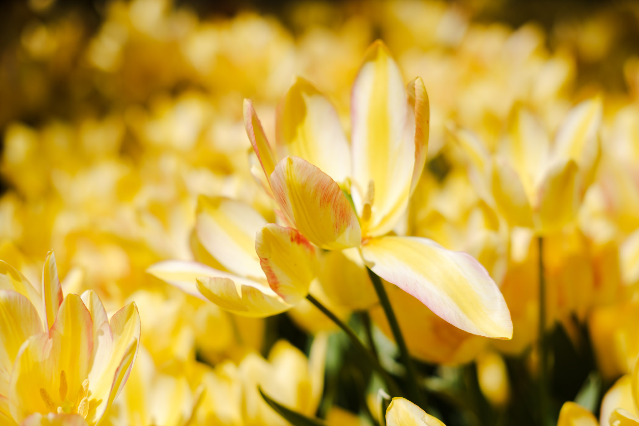Close-up of a yellow tulip with cream and red accents. It's surrounded by a field of other yellow tulips, creating a sunny scene.