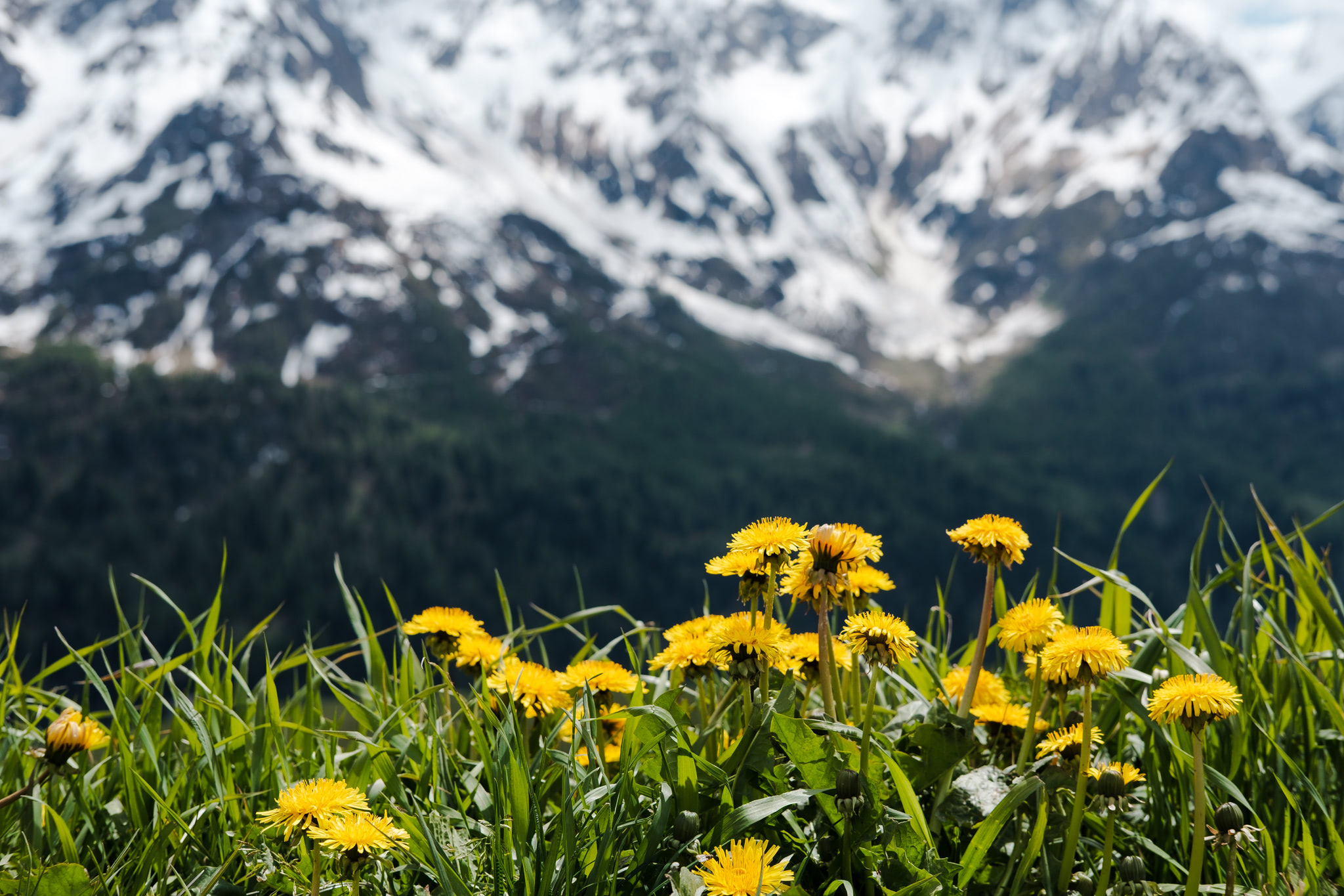 Yellow dandelions in a green field with snow-capped mountains in the background.