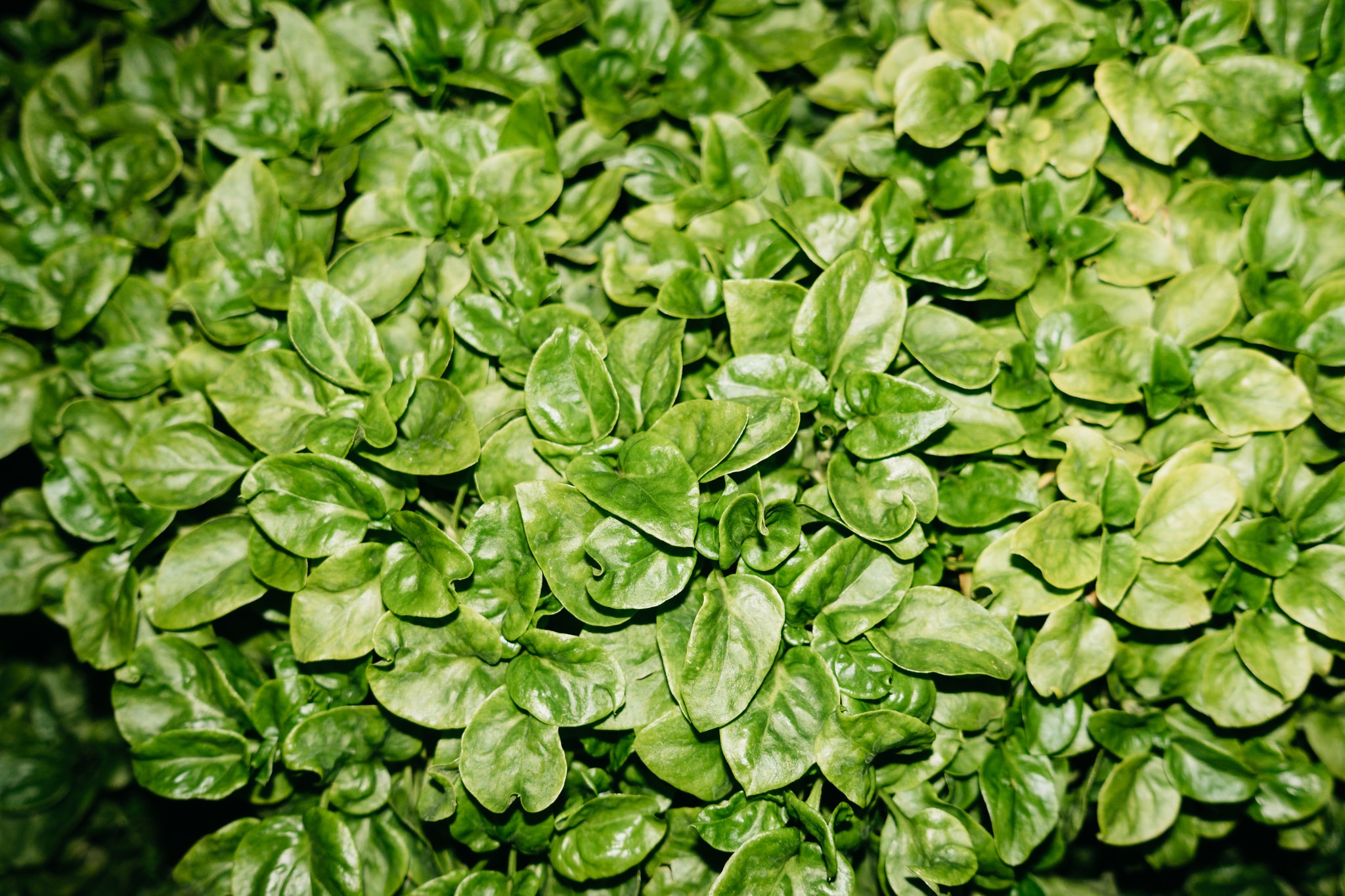 Close-up view of dense, vibrant green leaves of Amazon vine spinach, also known as Brazilian spinach or Samba spinach, filling the frame.