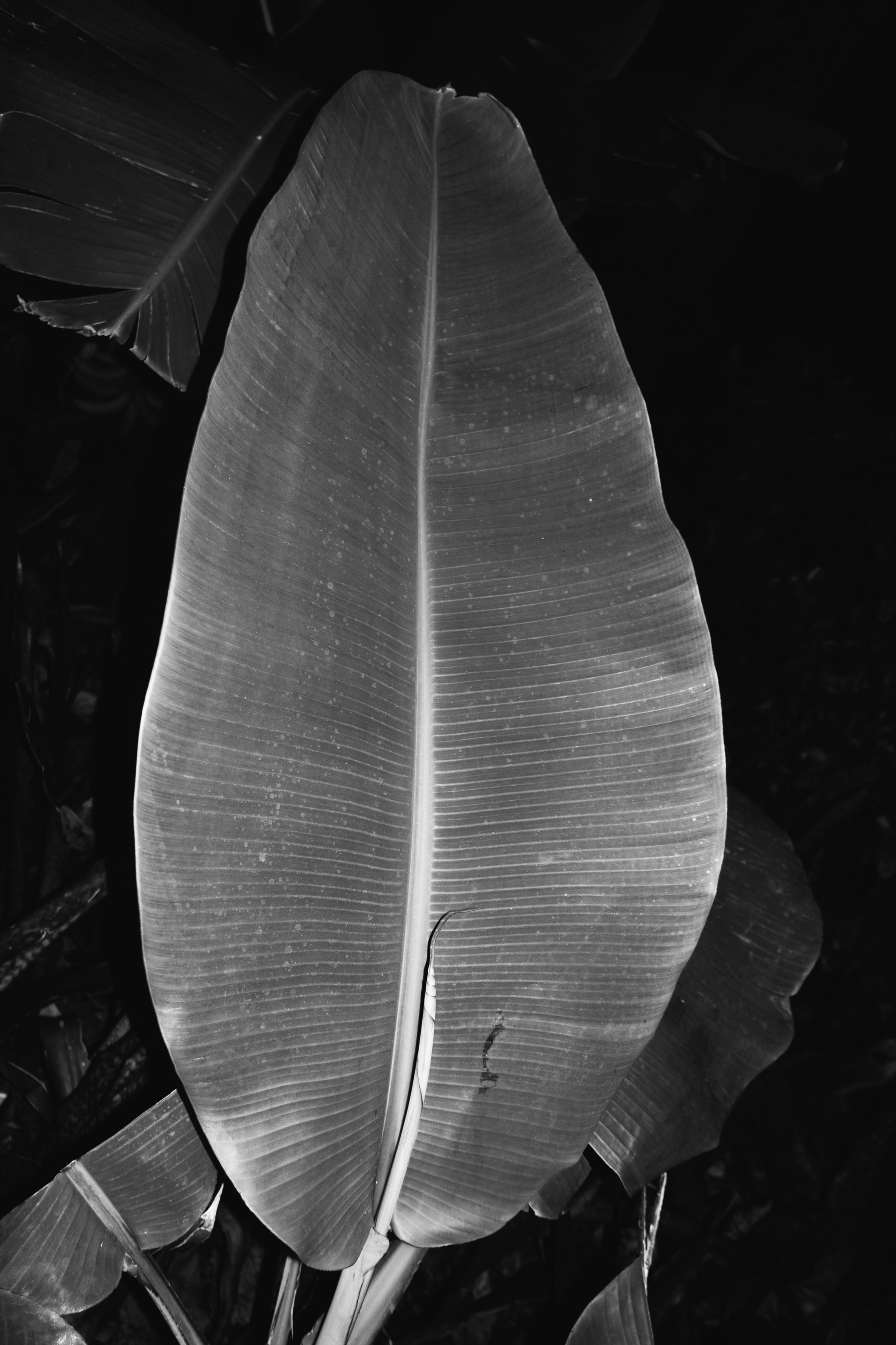 Close-up black and white photograph of a large, broad banana leaf with pronounced parallel veins, set against a dark, shadowy background, emphasizing texture and contrast.