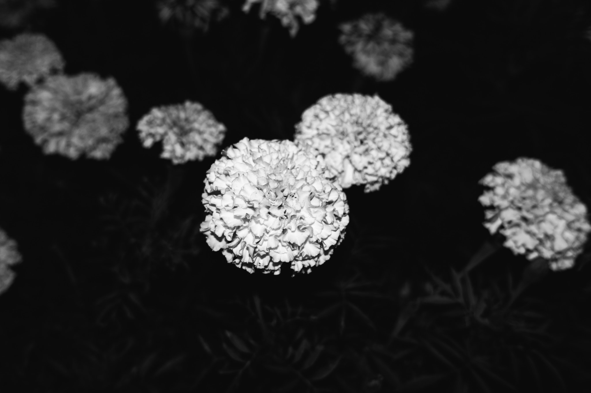 Close-up of bright, textured marigold flowers in sharp contrast against a dark, black background in a dramatic black and white photograph.