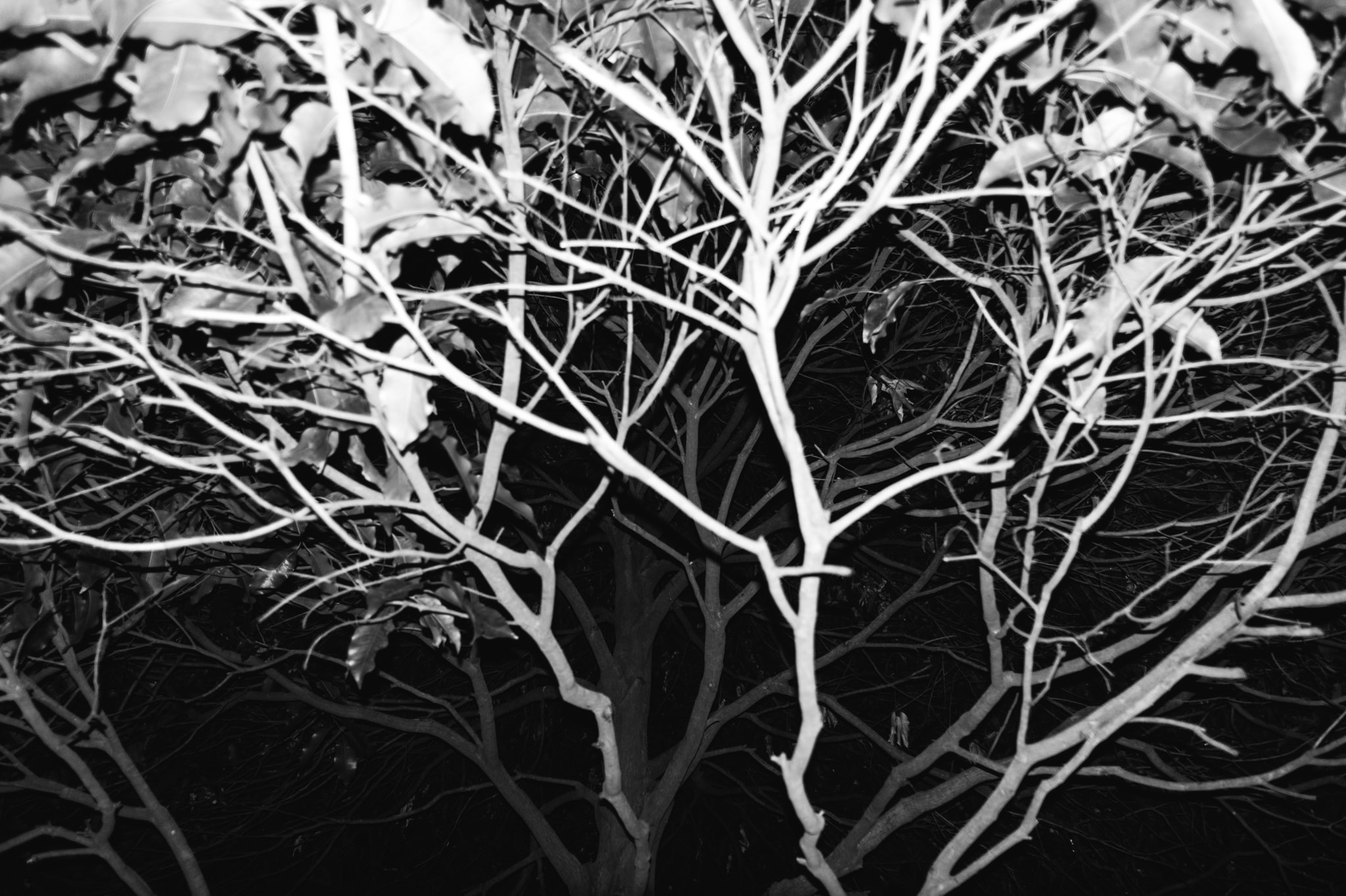 High-contrast black and white photograph of tree branches silhouetted against a dark night sky, featuring stark white limbs.
