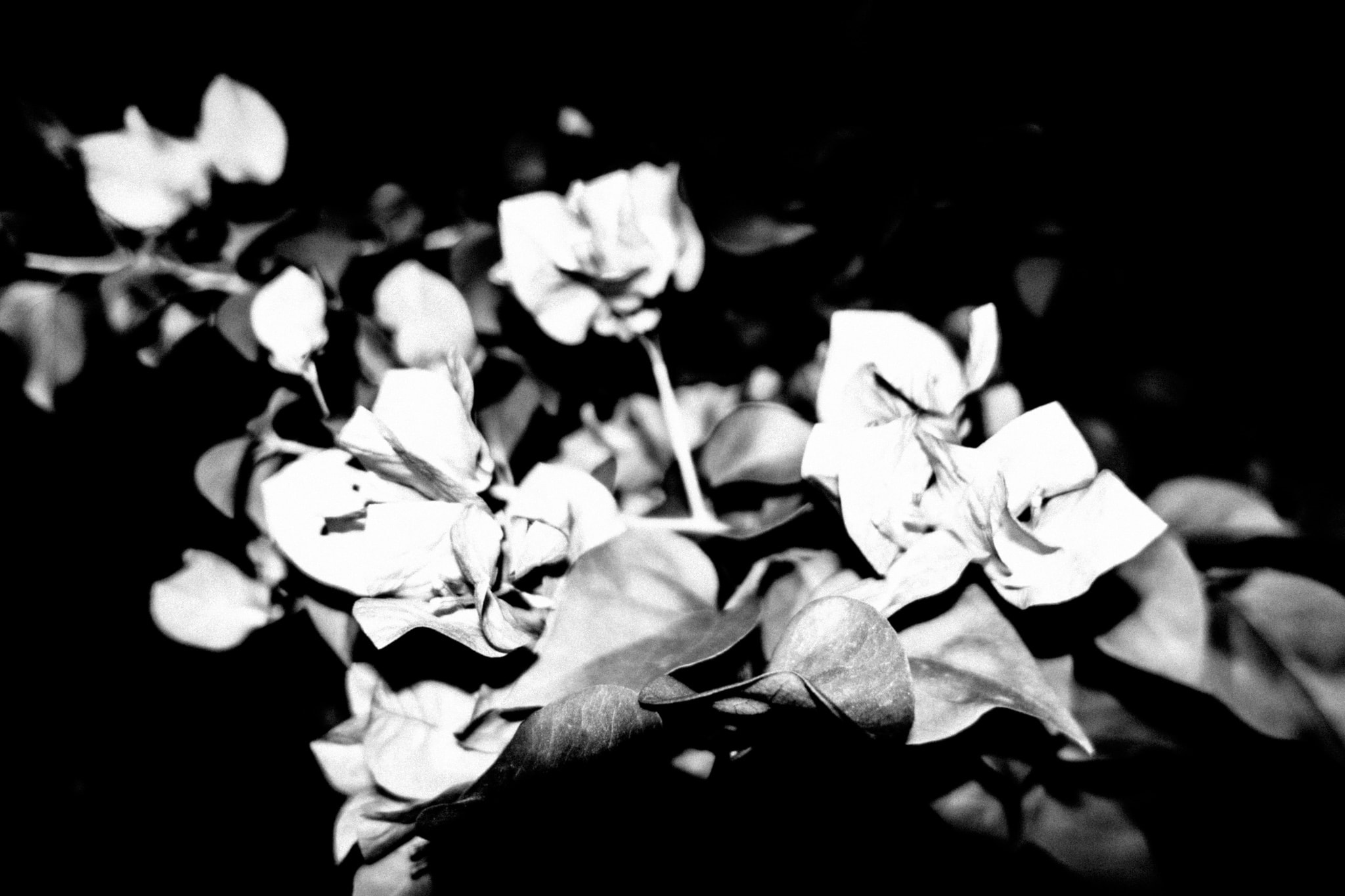 High-contrast black and white photograph of bougainvillea blossoms and leaves against a dark background.