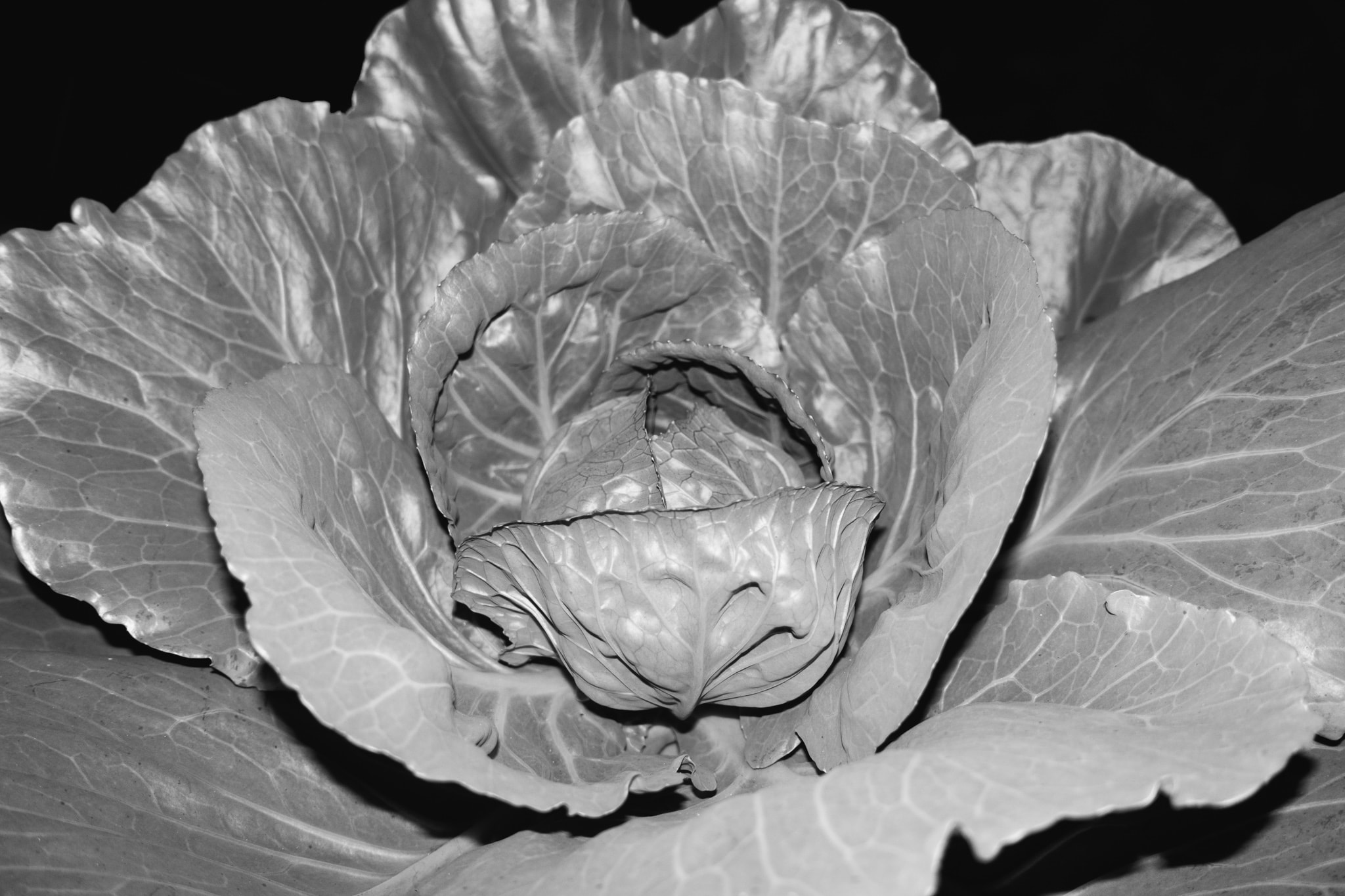 Close-up black and white photograph of a fresh cabbage head showing intricate leaf textures and layers against a dark background.