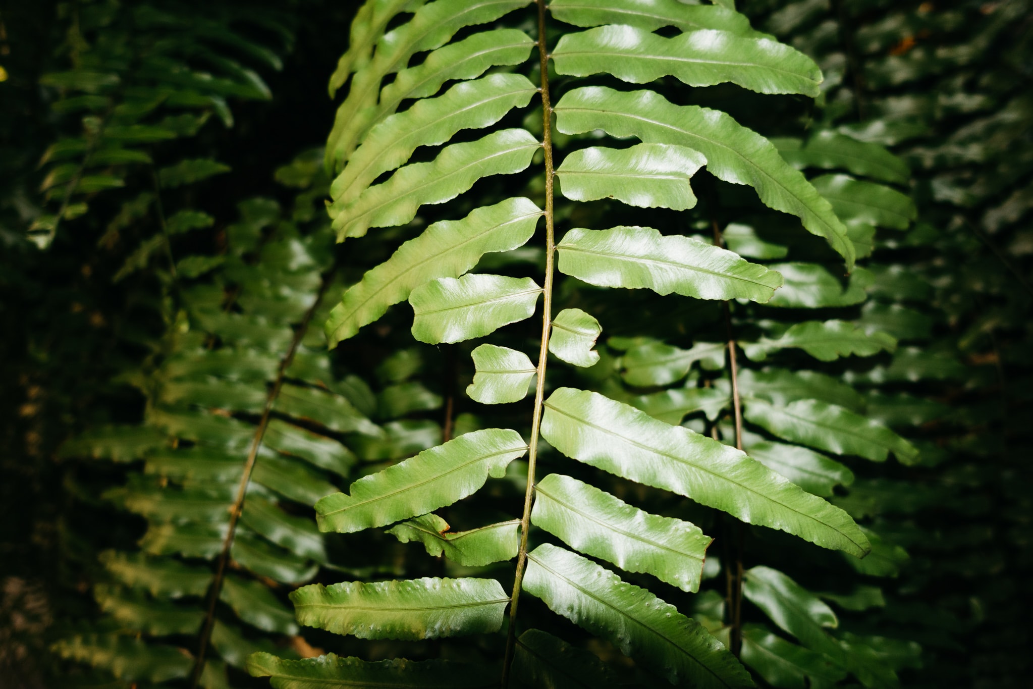 a green plant with harsh flash light