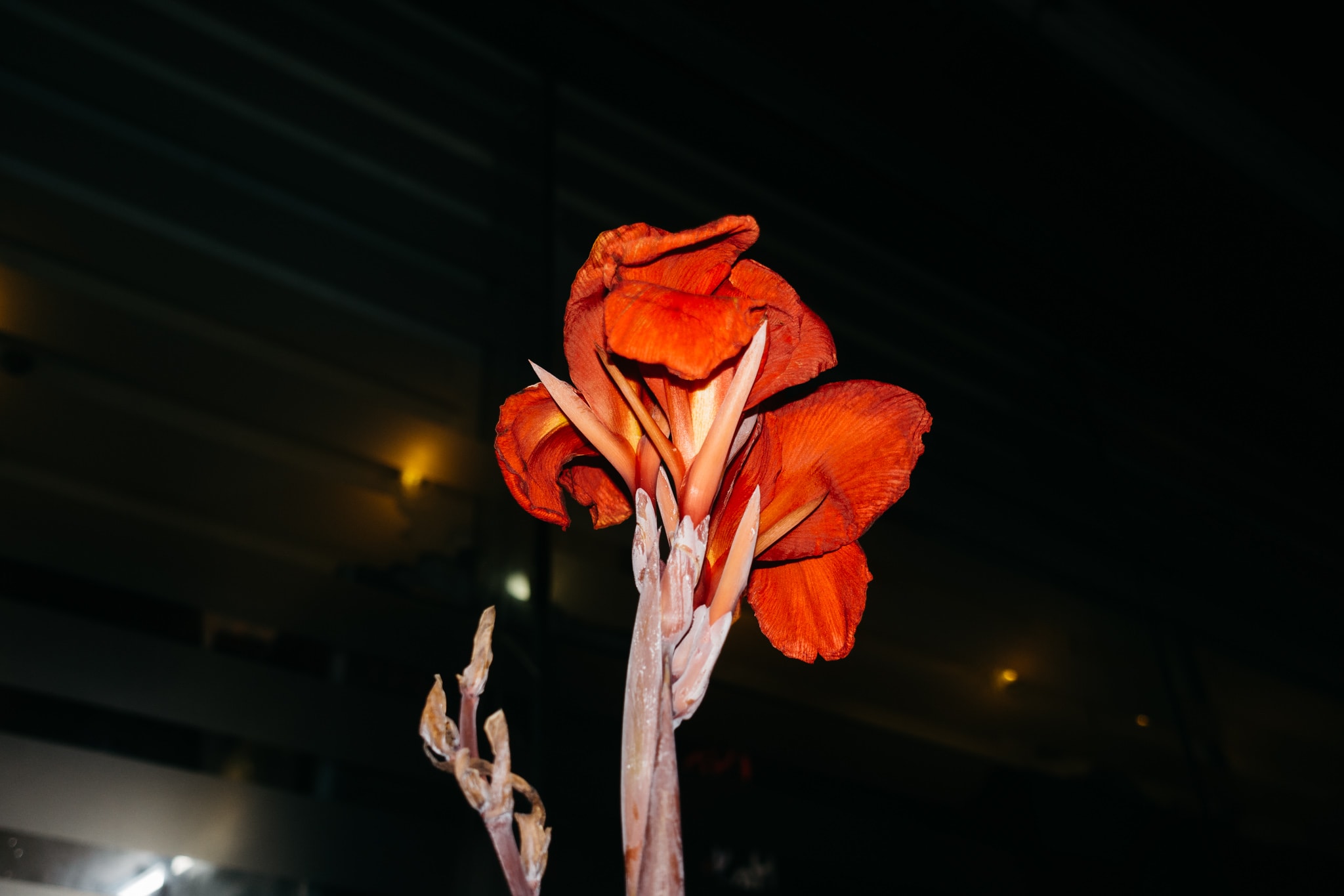 A flower hit by a hard flash light