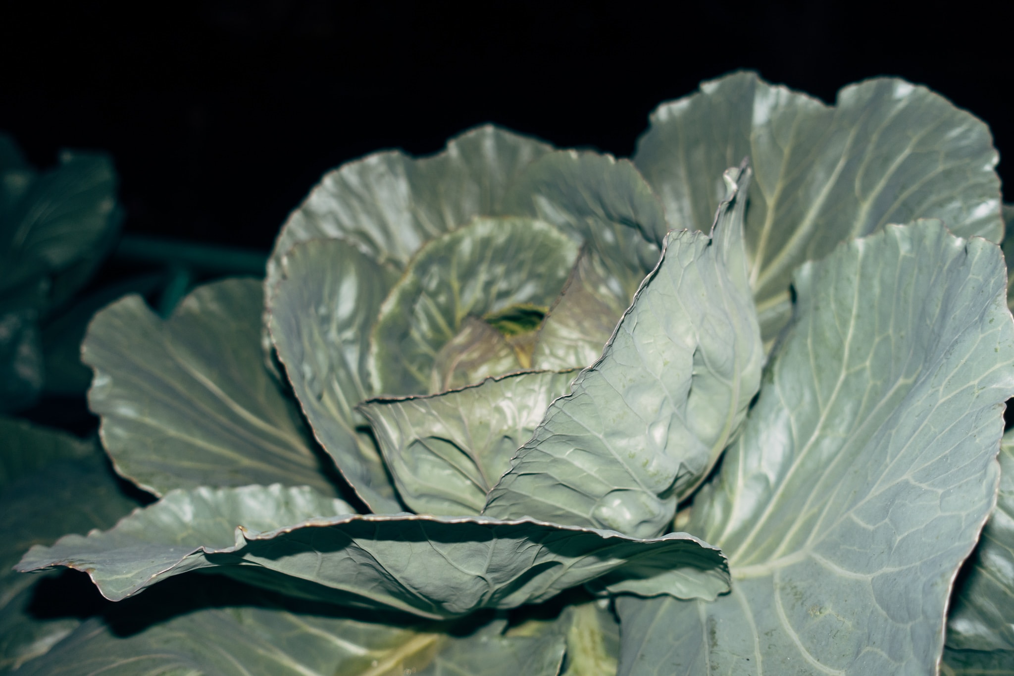 Close-up, moody photograph of a head of green cabbage growing outdoors against a dark background.
