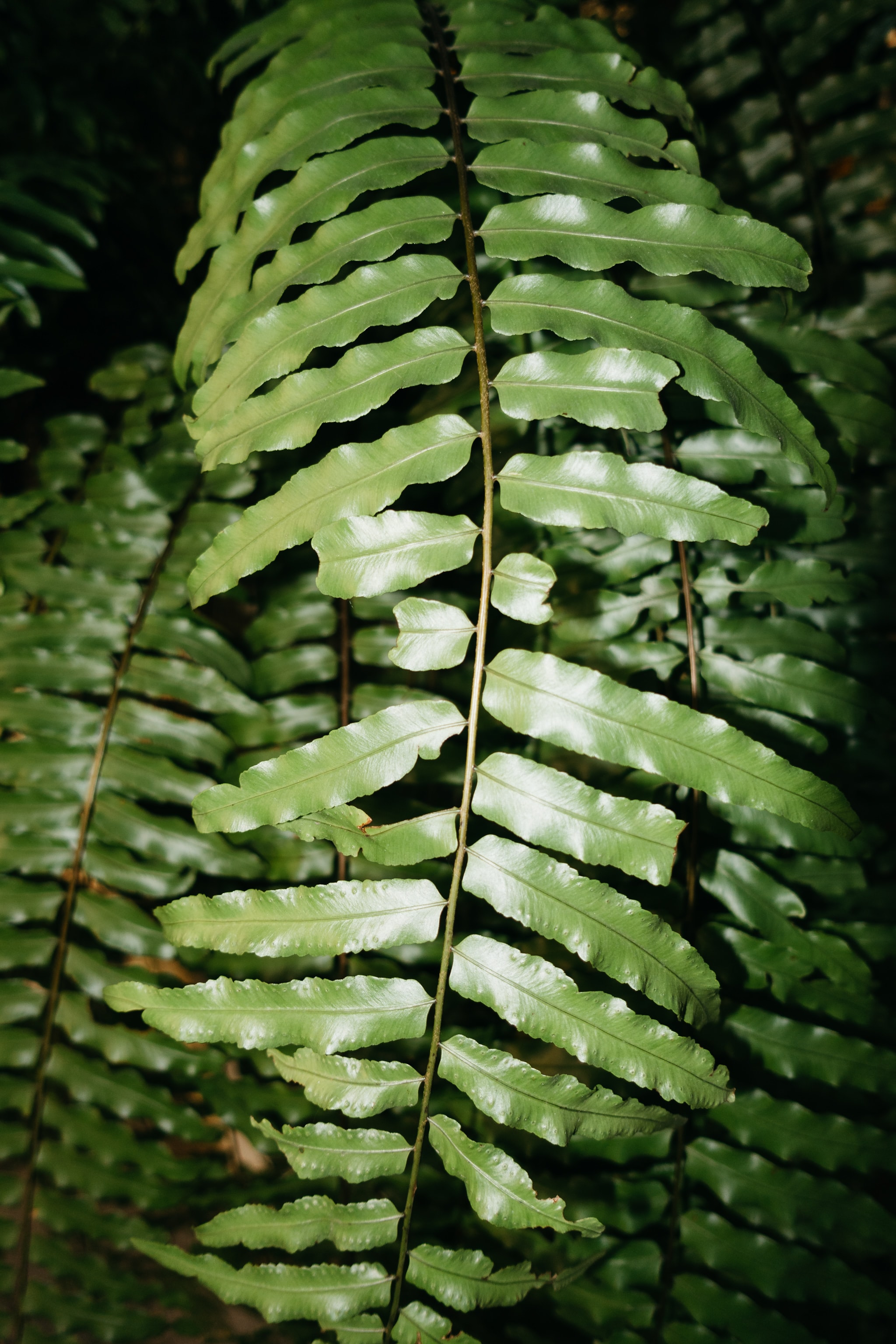 Close-up of vibrant green, glossy fern fronds with undulating edges, suggesting a lush, dark forest environment.