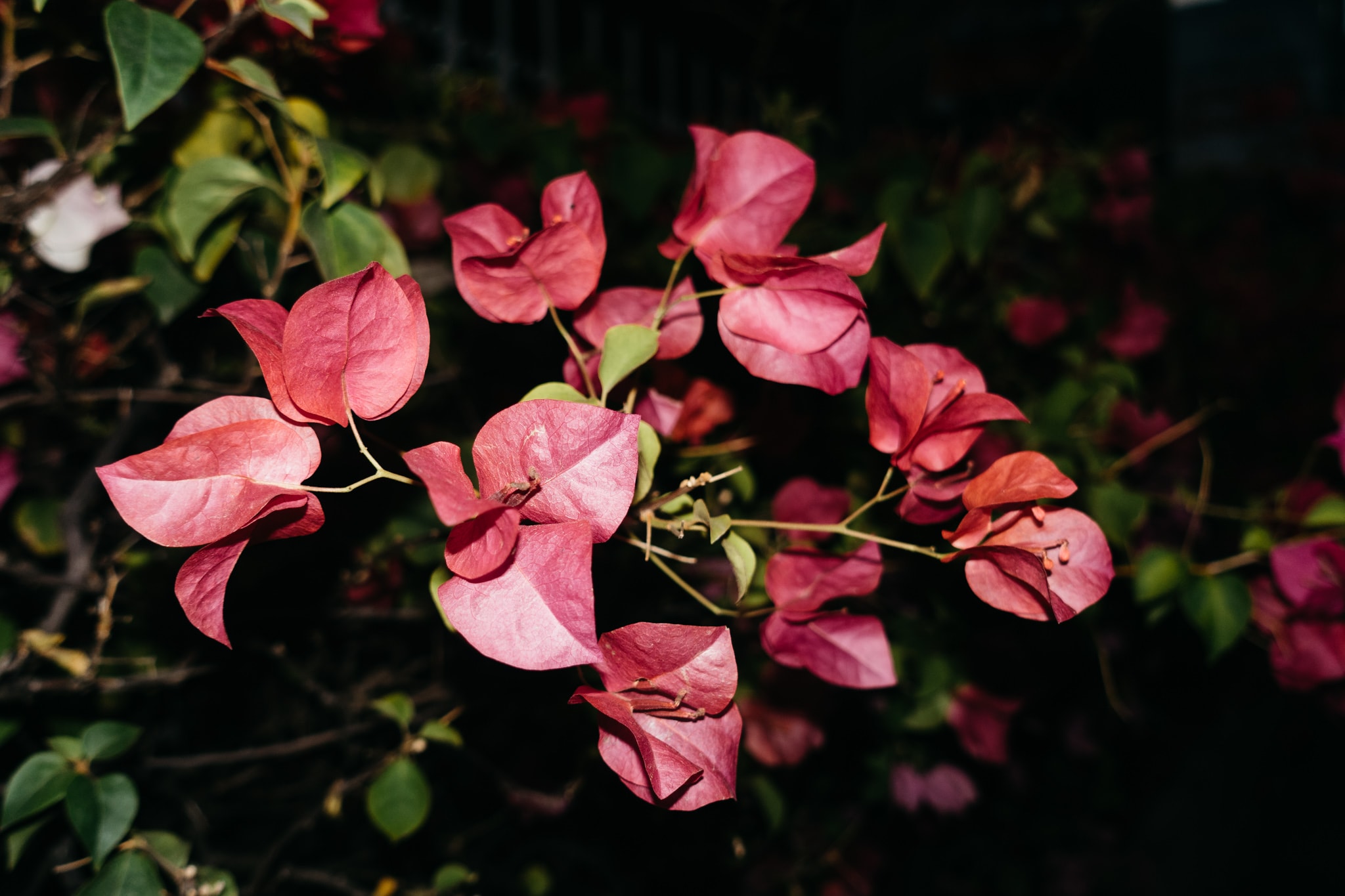 Close-up of vibrant magenta bougainvillea bracts illuminated against a dark, shadowy background.