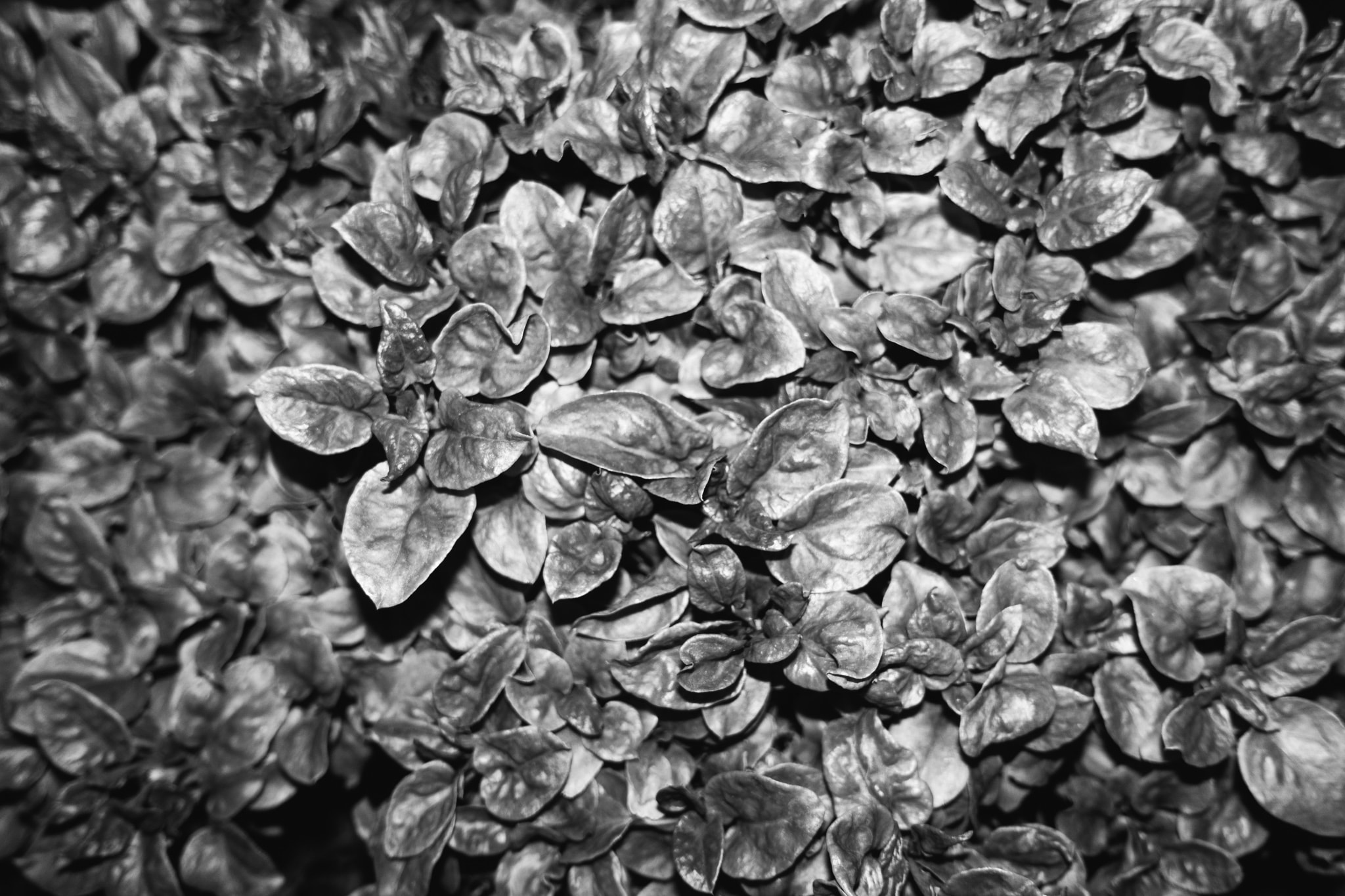 Close-up black and white photograph of dense, small, overlapping foliage with distinct leaf veins.