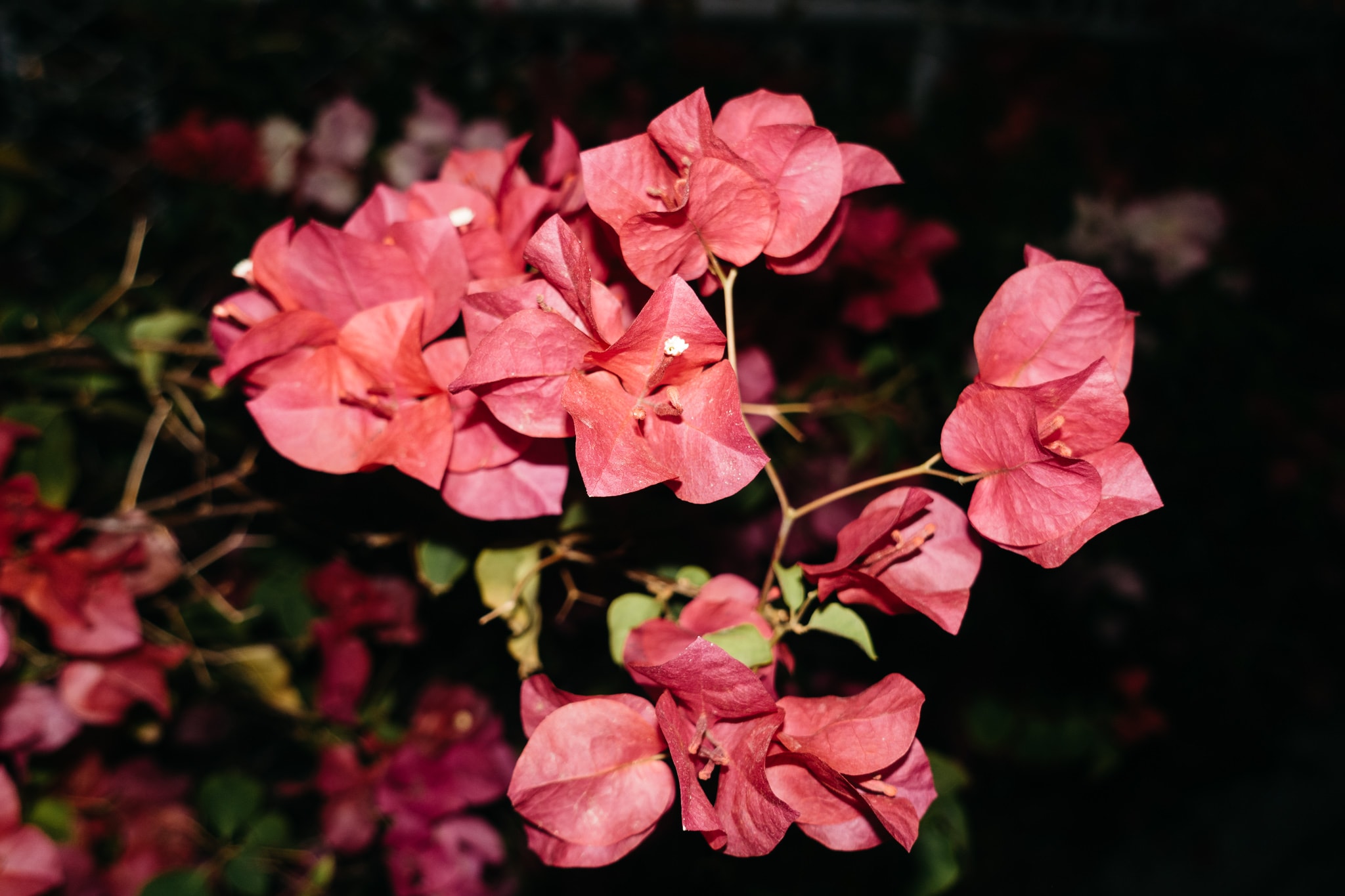 Close-up of vibrant pink-red bougainvillea flowers against a dark, blurred background, highlighting the delicate texture of the bracts.
