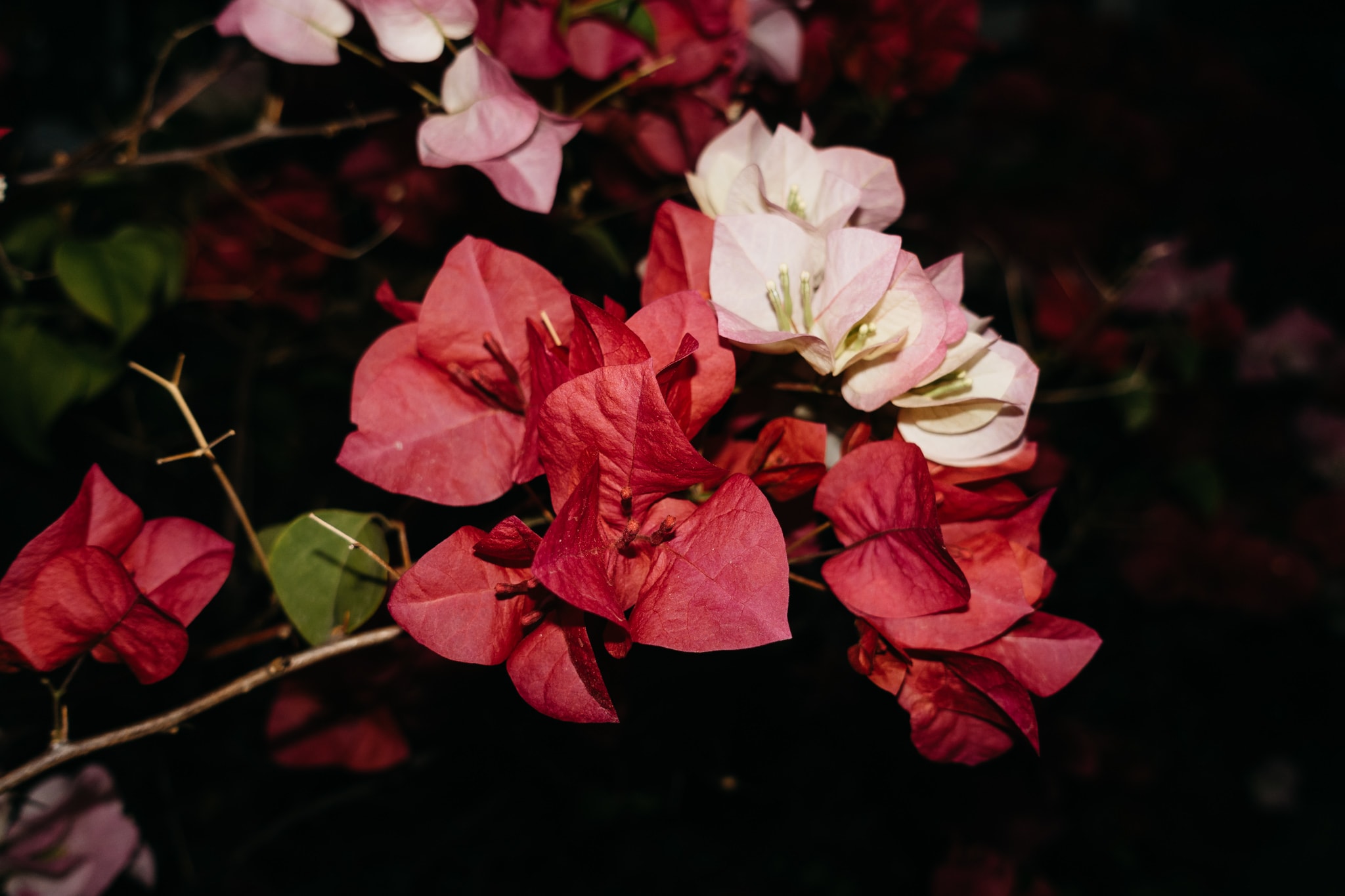 Close-up of vibrant dark pink and pale pink bougainvillea flowers against a dark background.