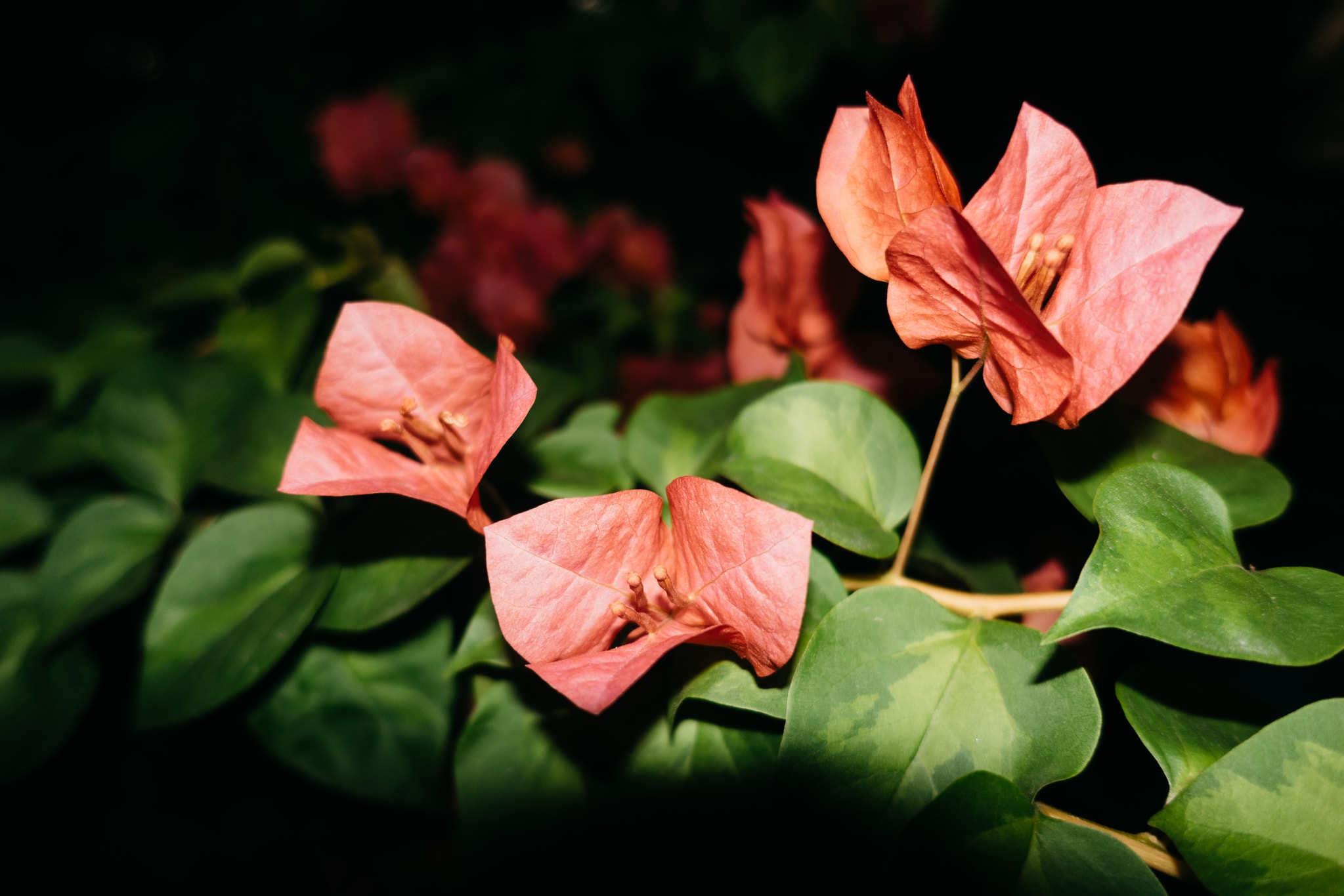 Close-up of vibrant salmon-pink bougainvillea bracts contrasted against dark green leaves and a shadowy background.