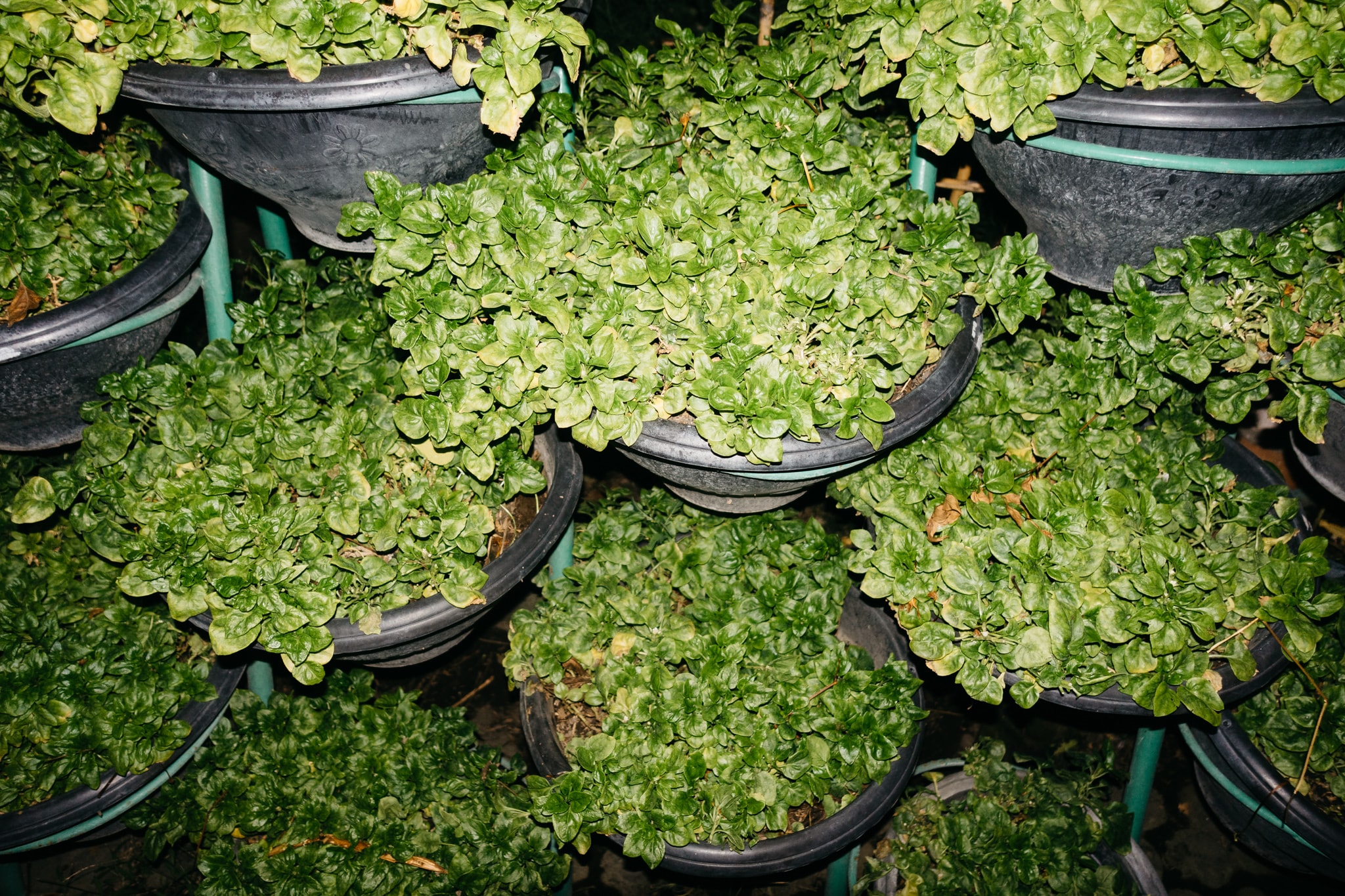 Close-up of multiple stacked black plastic pots filled with healthy green Malabar spinach (Basella alba) plants growing vertically.