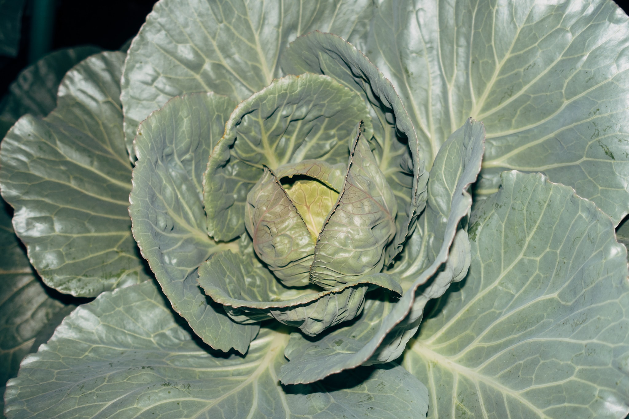 Close-up overhead view of a vibrant green cabbage head showing tightly packed leaves and prominent vein texture against a dark background.
