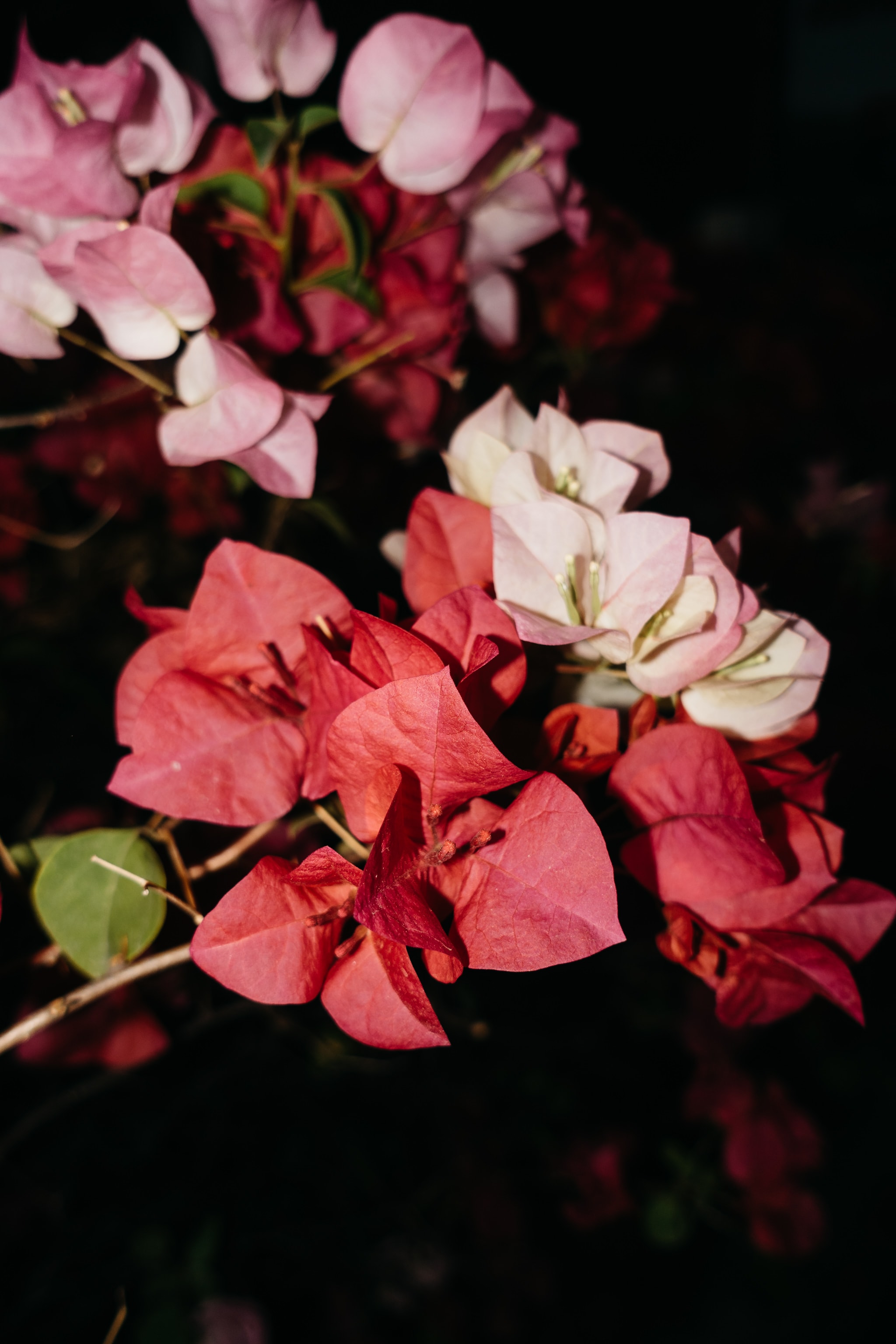 Close-up of vibrant pink and light pink bougainvillea bracts against a dark, moody background, highlighting the flower cluster texture.