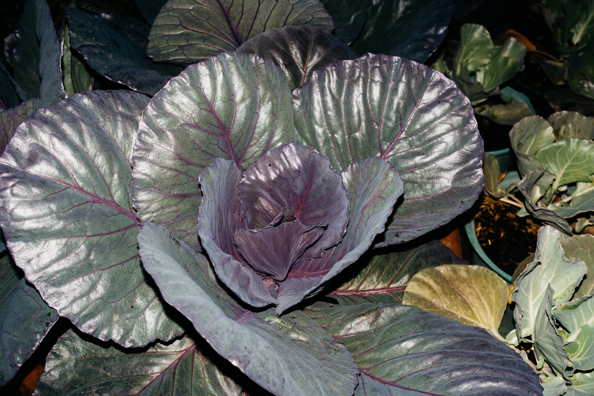 Close-up of a vibrant red cabbage head with large, glossy leaves showing deep purple centers and prominent magenta veins against a dark background, with some surrounding green cabbage leaves visible.