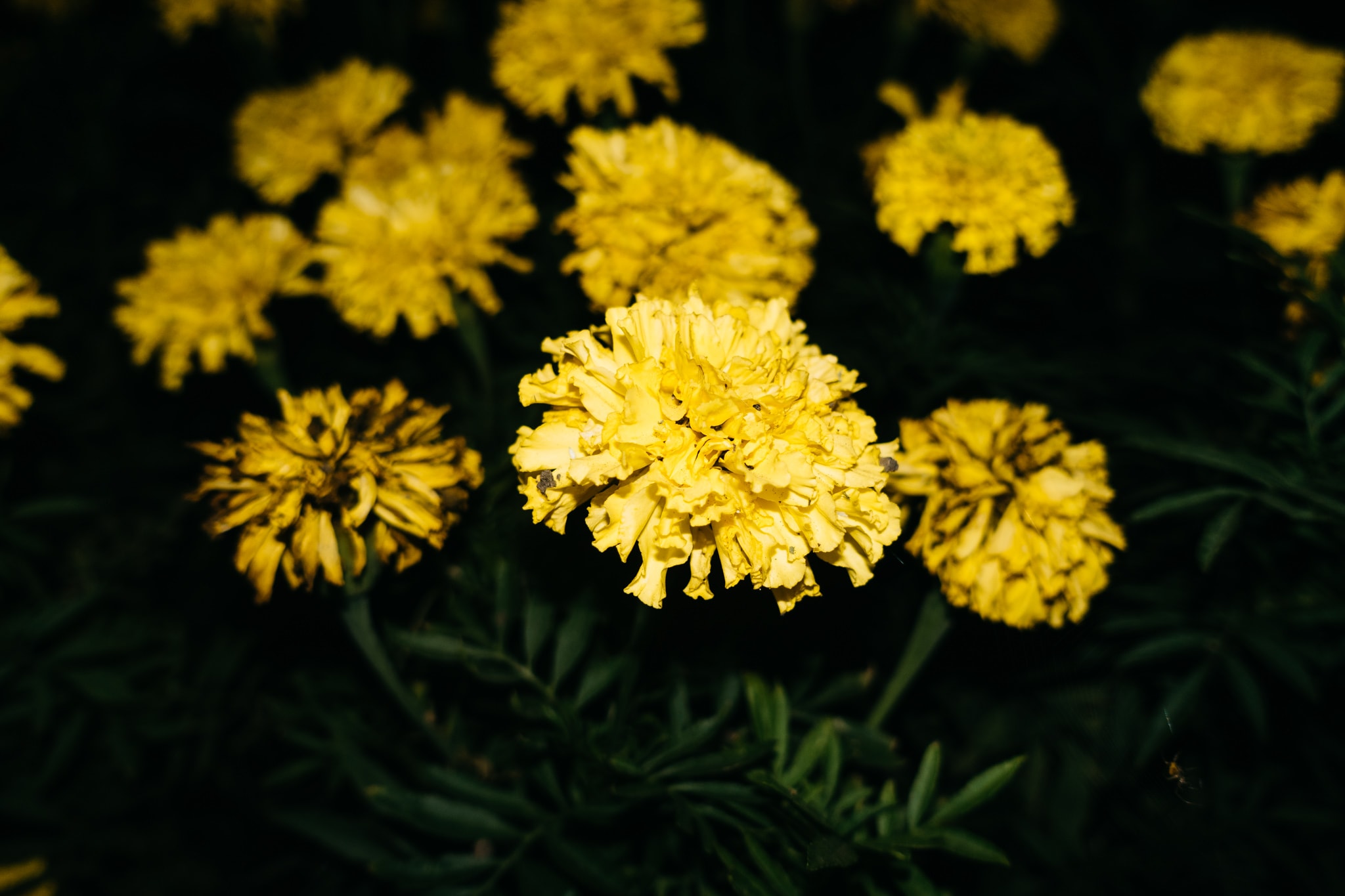 Close-up of vibrant yellow marigold flowers blooming against a dark, shadowy background, highlighting the intricate texture of the petals.