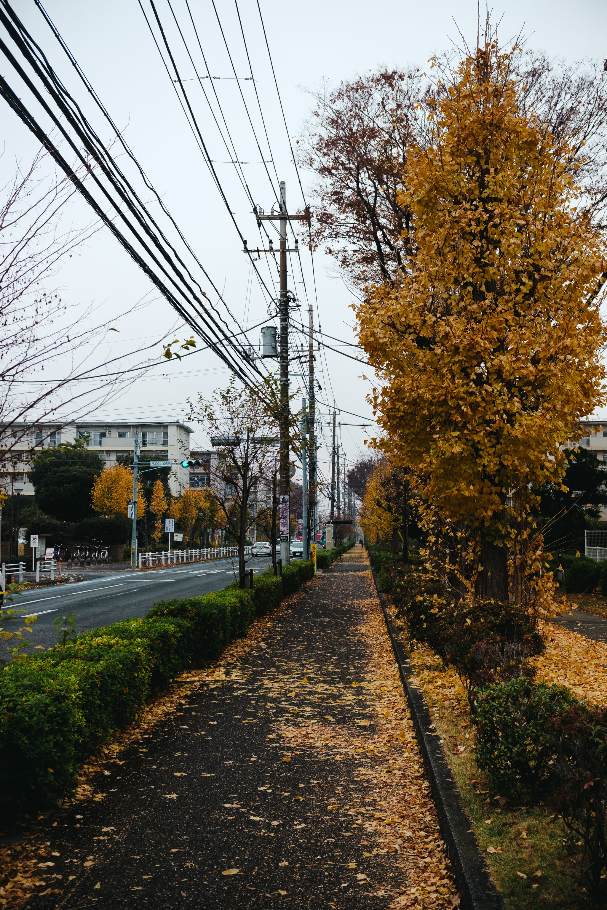 A sidewalk in autumn covered in fallen yellow ginkgo leaves with utility poles and apartment buildings in the background.