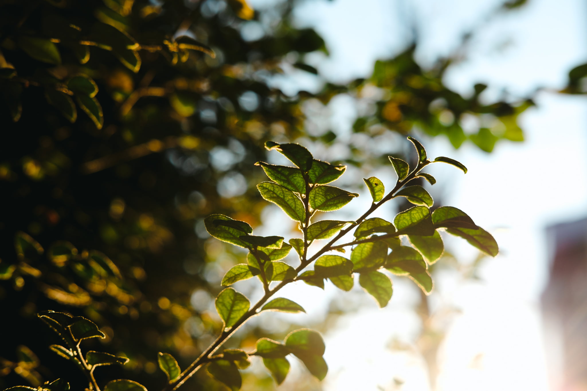 A close-up of a small branch with vibrant green leaves backlit by bright sunlight.