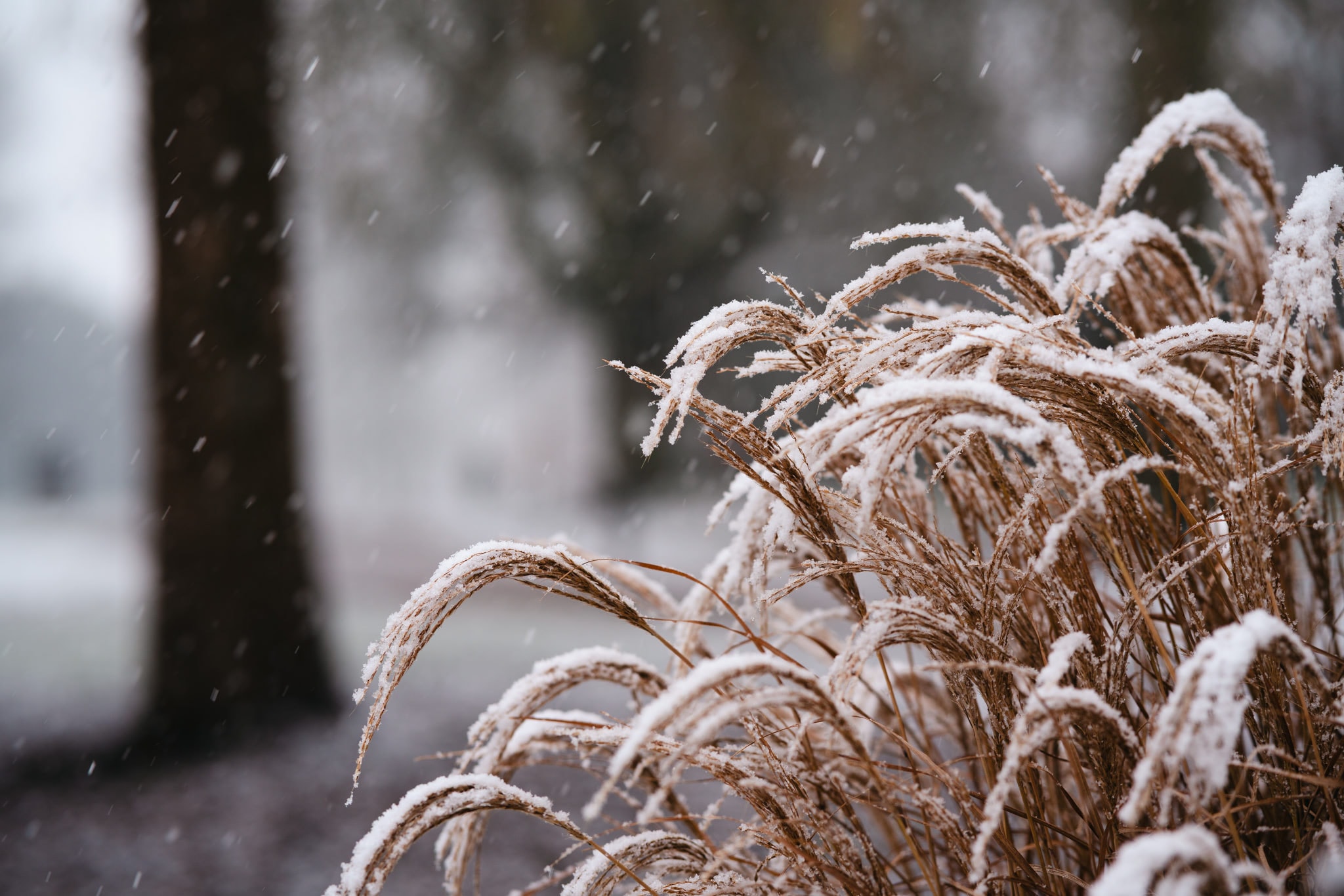 Snow-covered ornamental grass in a winter field during snowfall.