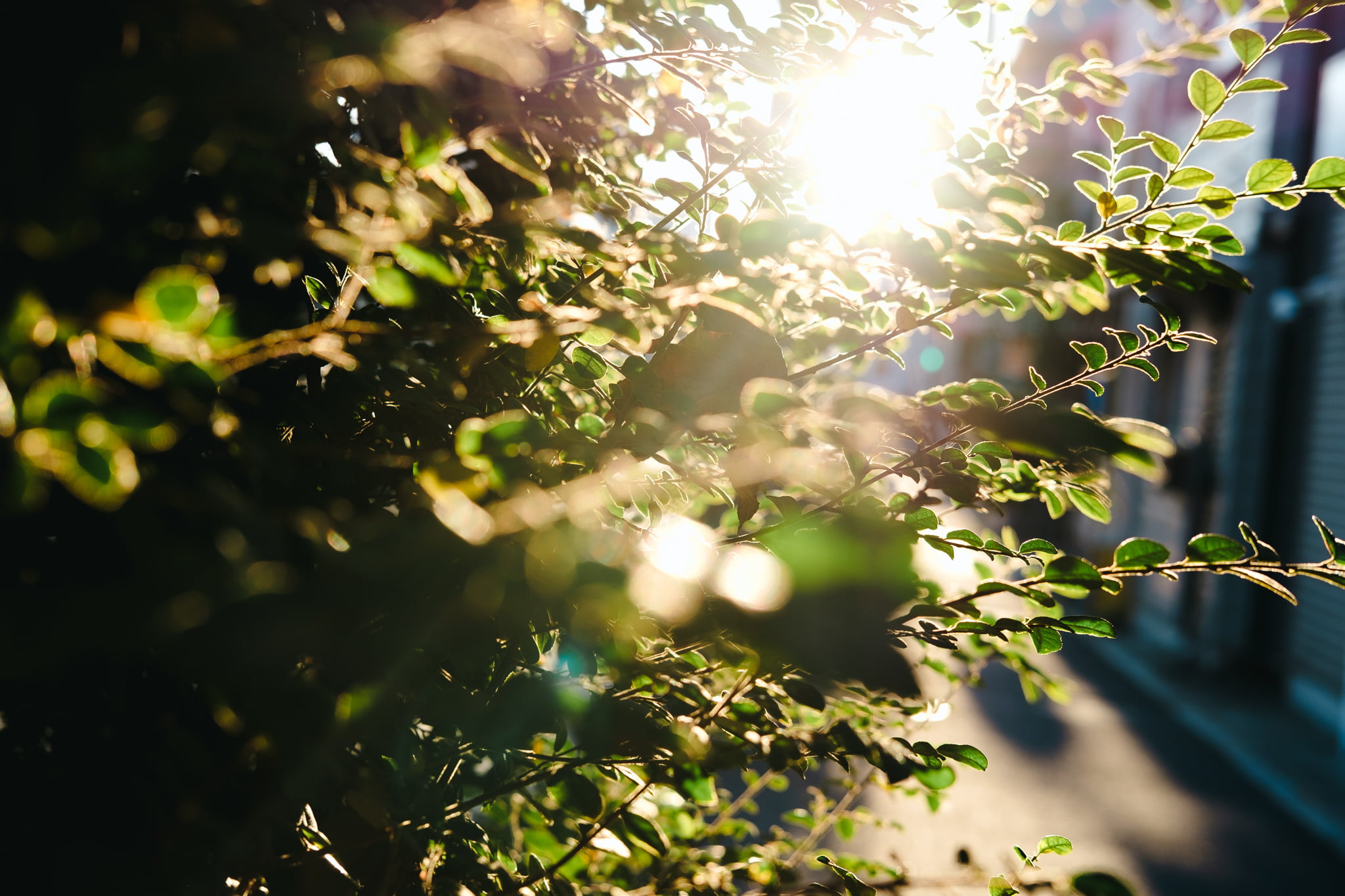 Sunlight filtering through green leaves on a sidewalk at golden hour.