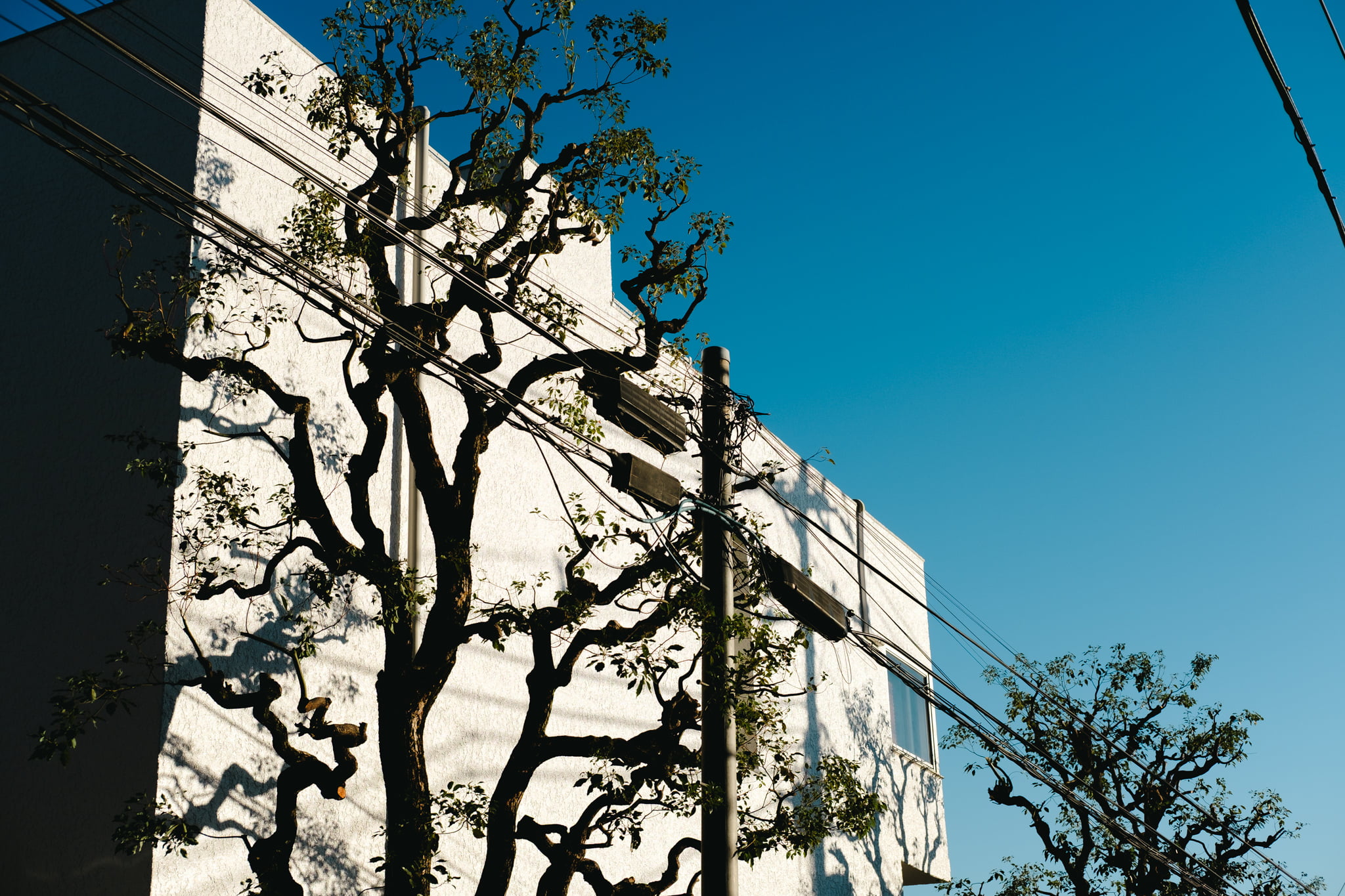 A low-angle view of a stark white building facade contrasted against a vibrant clear blue sky, partially obscured by the intricate dark branches of a tree and utility wires.