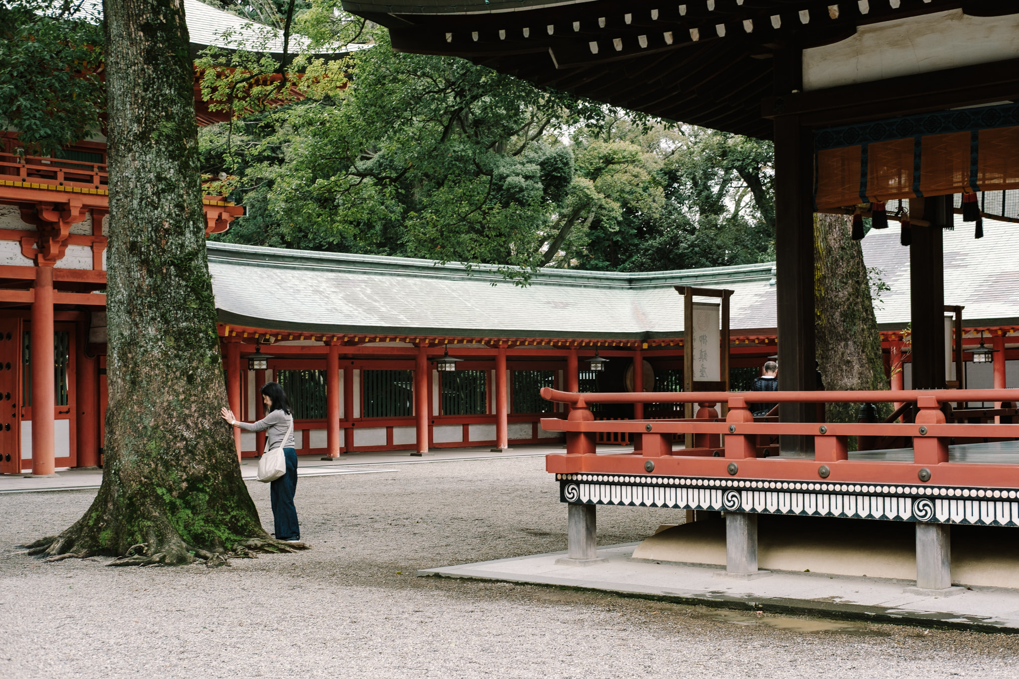 A woman touches a large tree trunk at the grounds of a Japanese Shinto shrine.