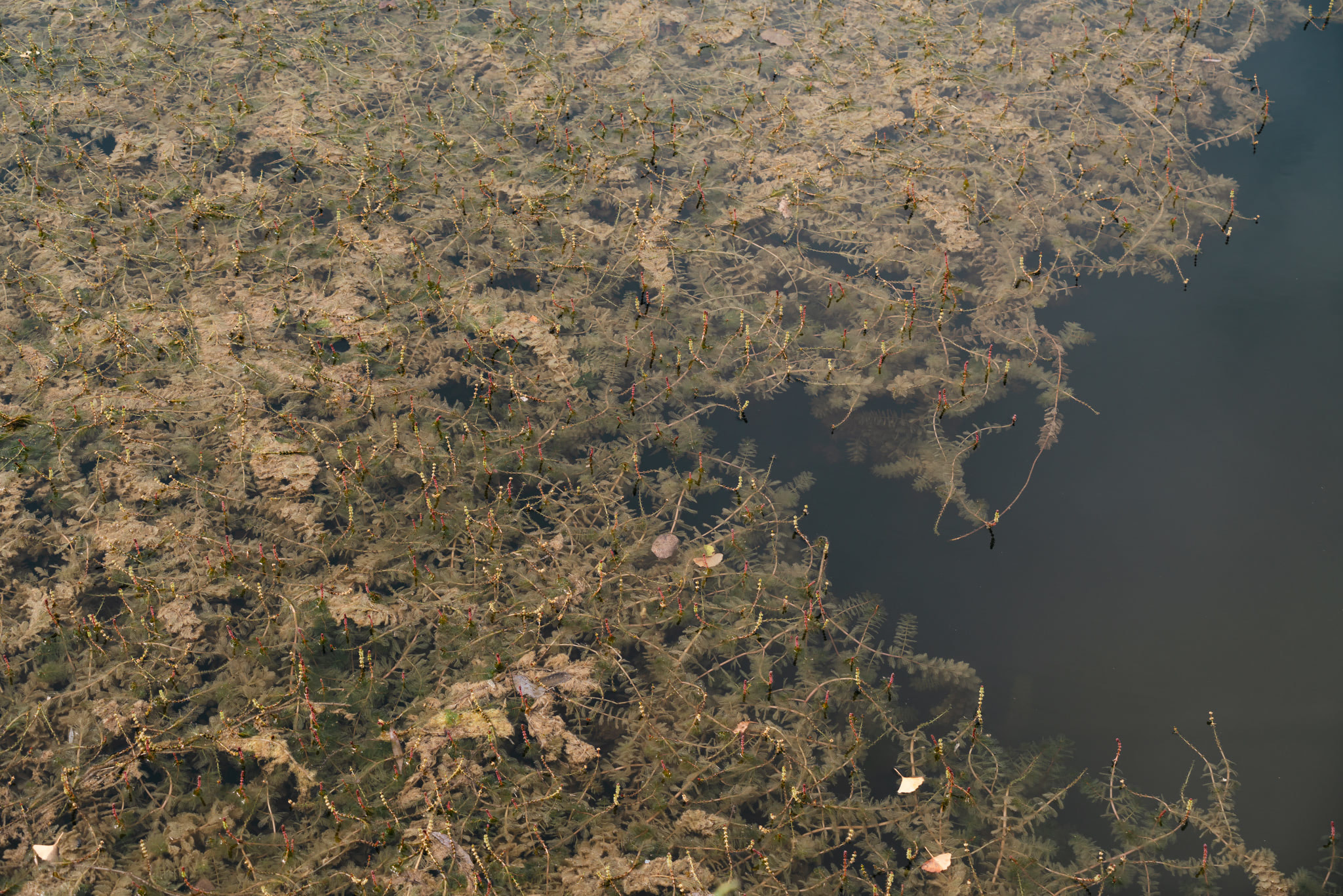 Aquatic vegetation in shallow water with clear reflections