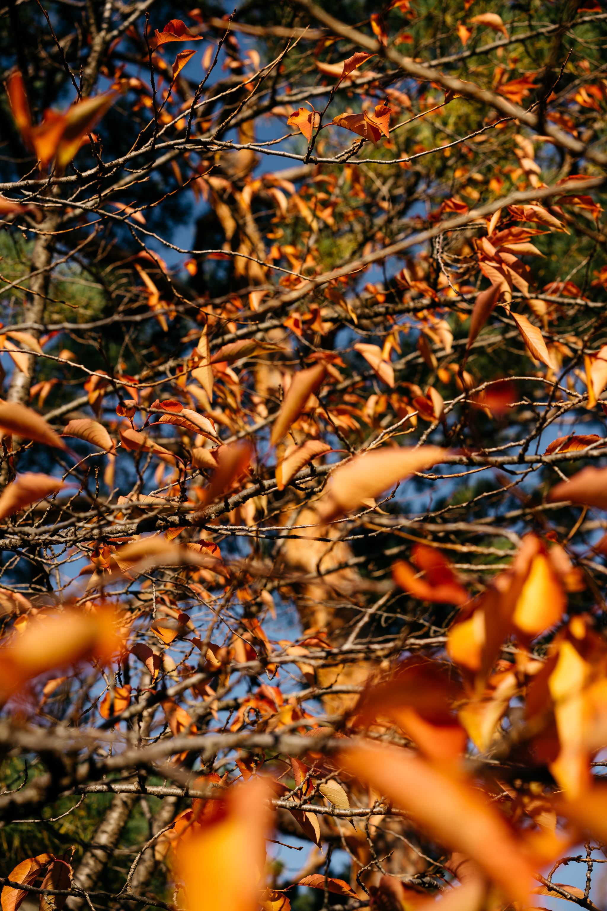 Autumn leaves on thin branches against a blue sky