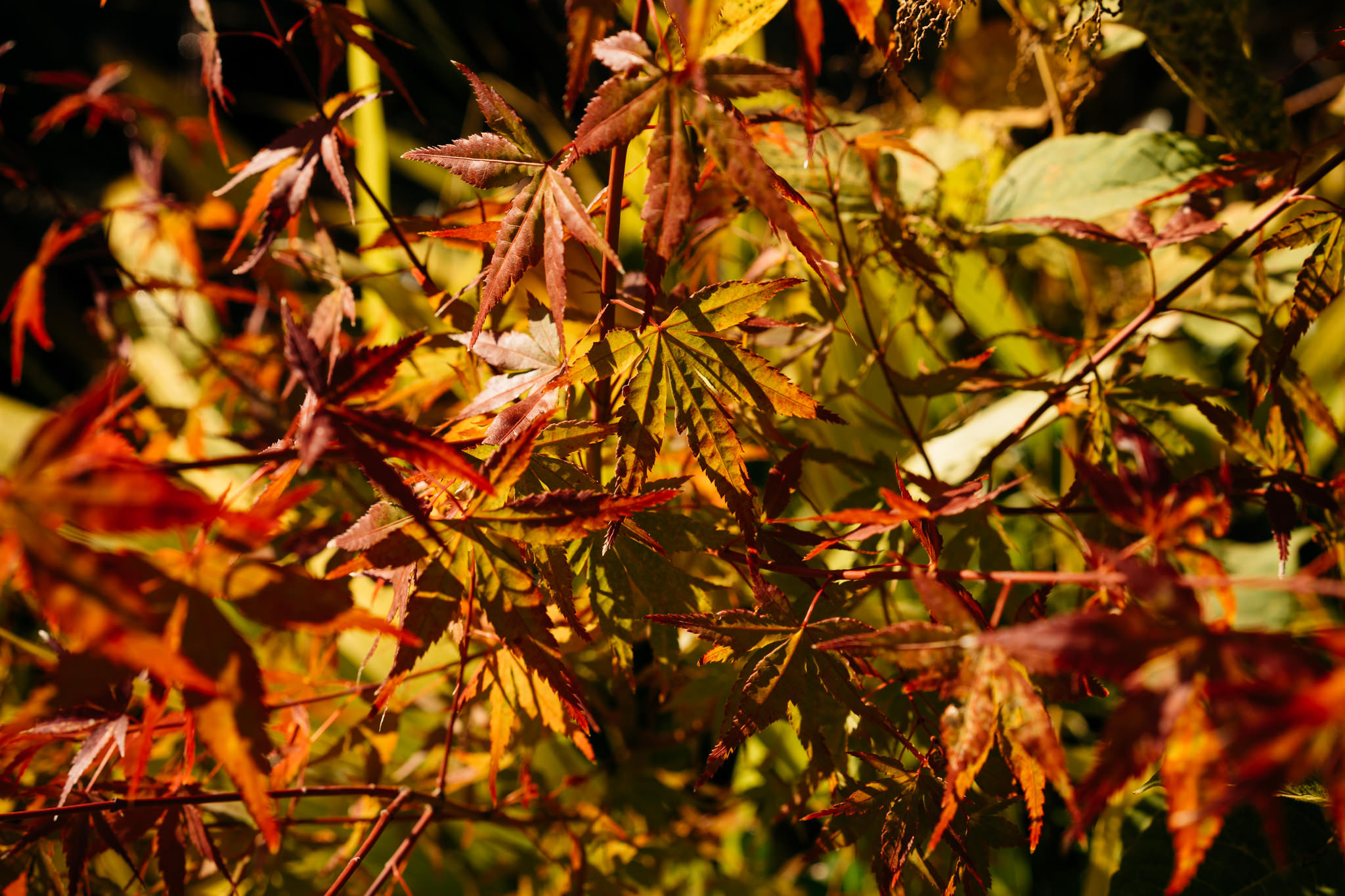 Japanese maple leaves in autumn sunlight