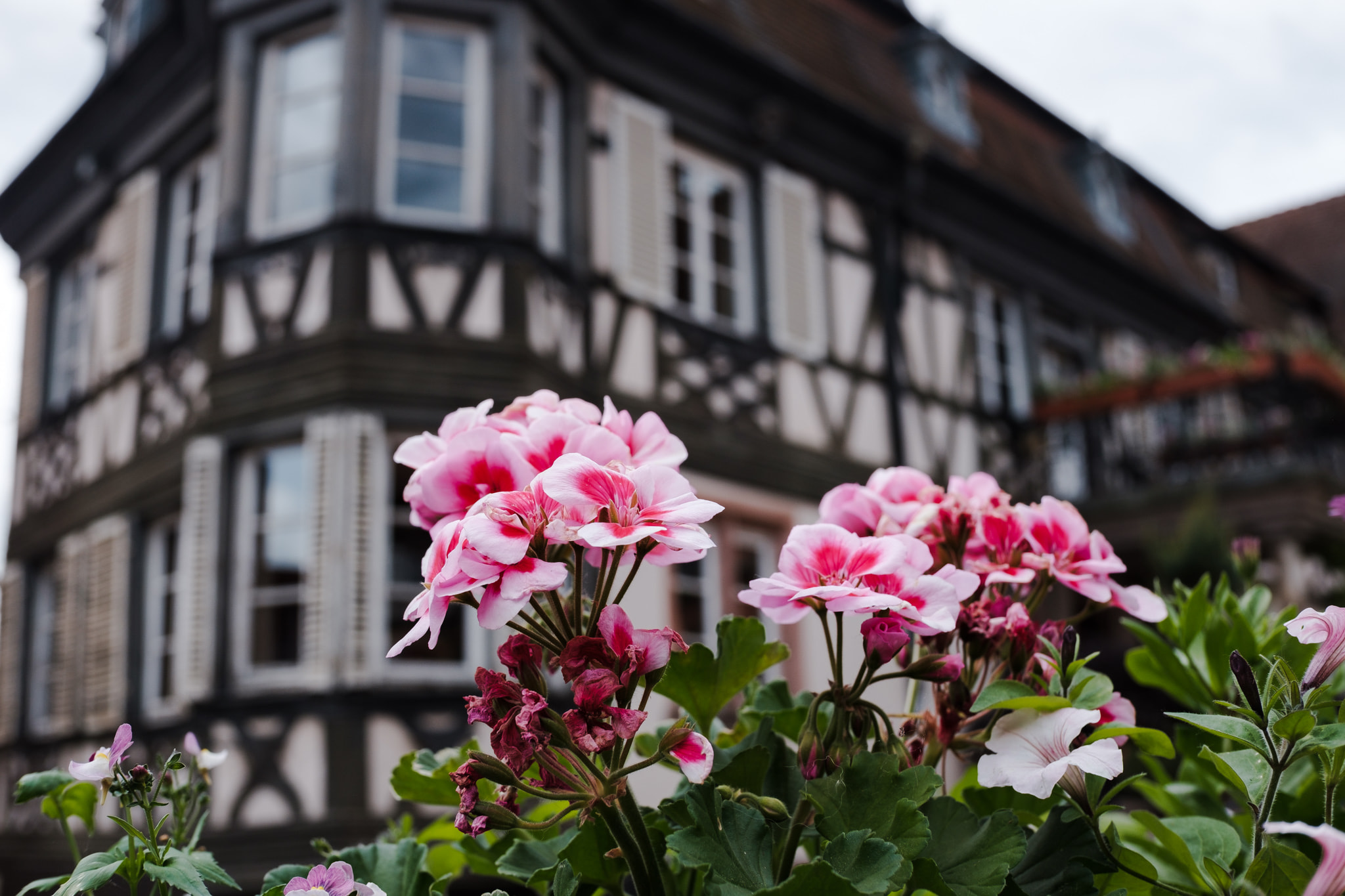 Pink geranium flowers in the foreground with a blurred half-timbered building in the background in Barr, France.