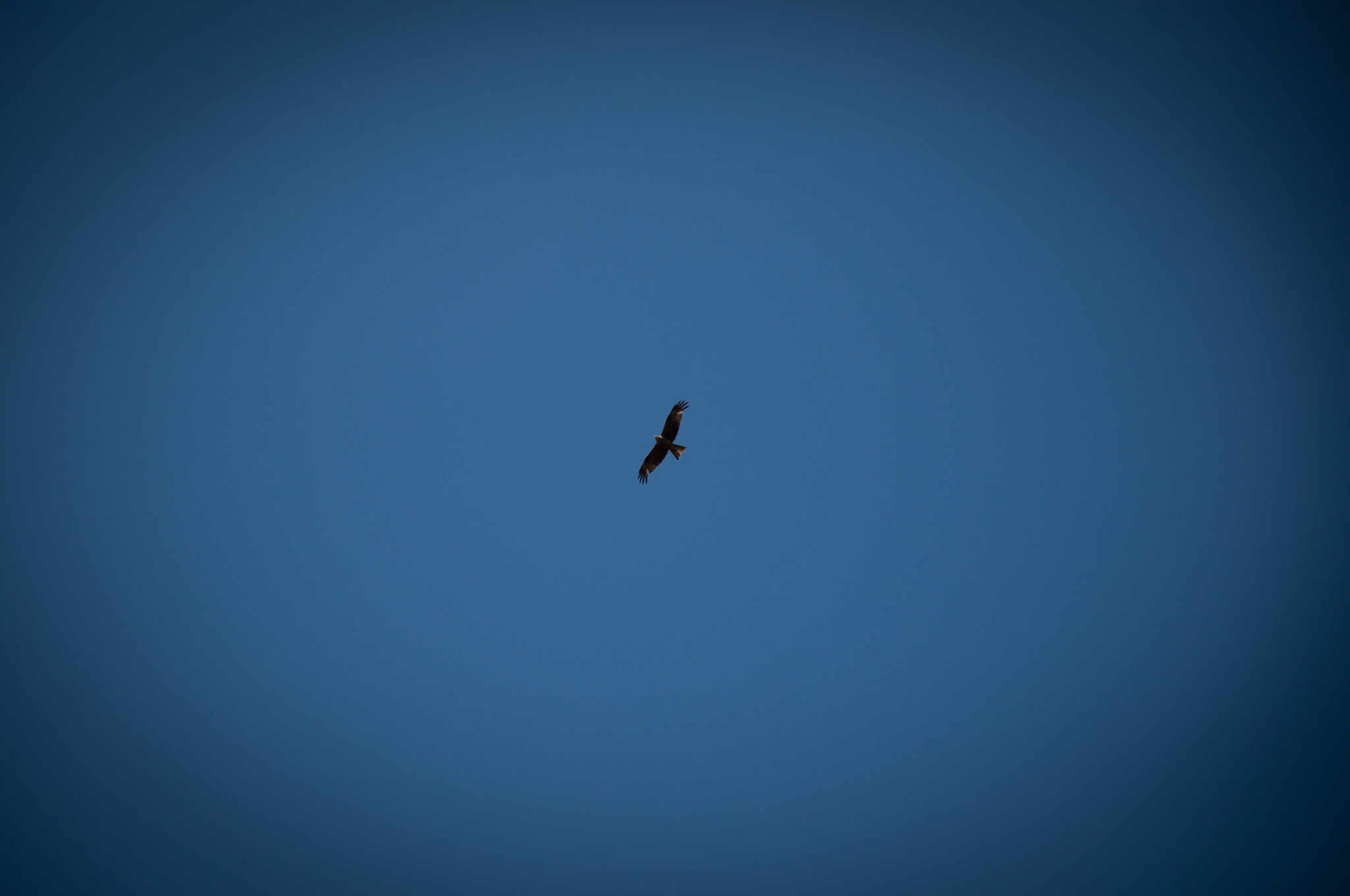Bird of prey soaring against clear blue sky