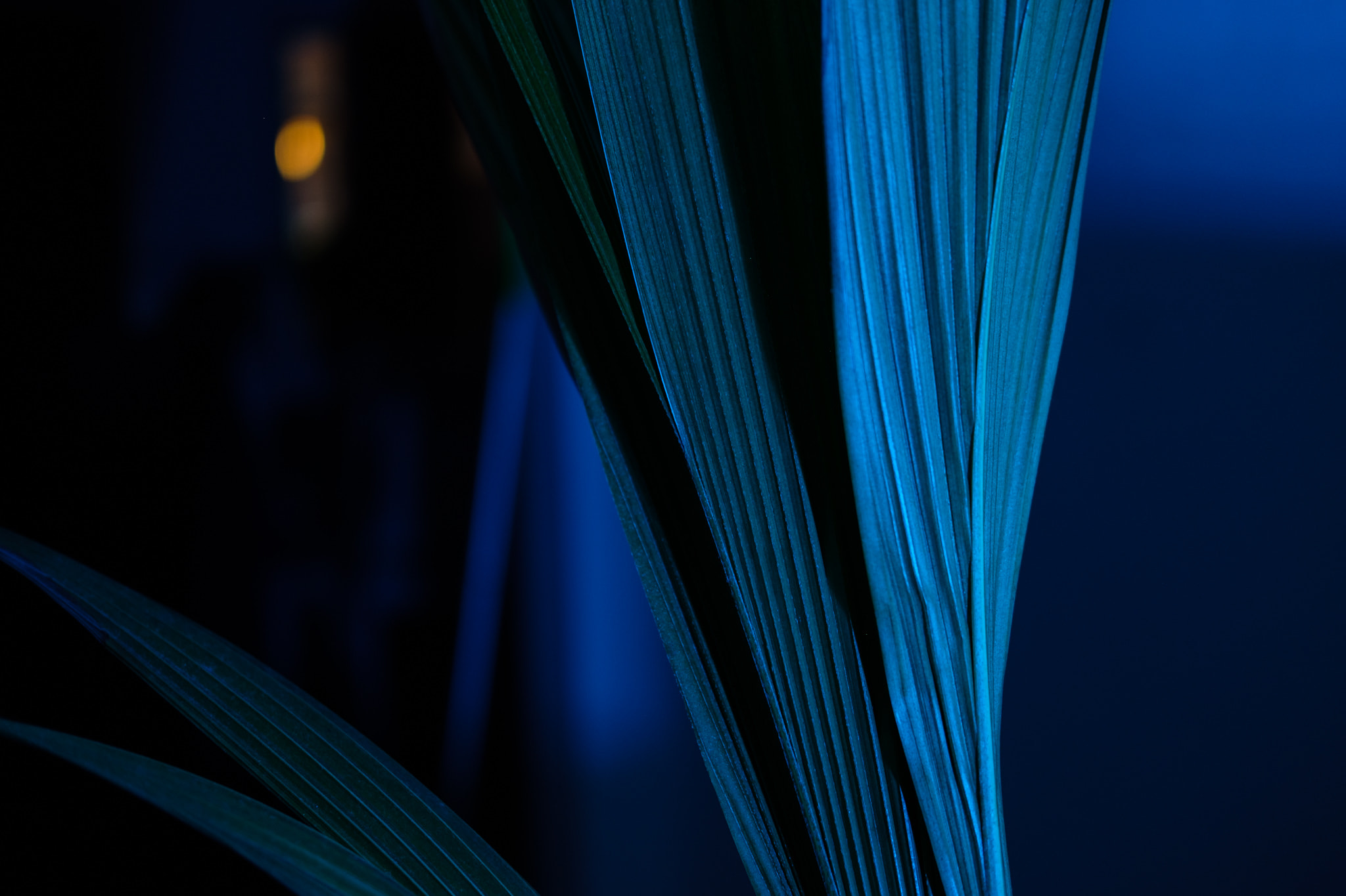 Close-up of blue palm fronds at night