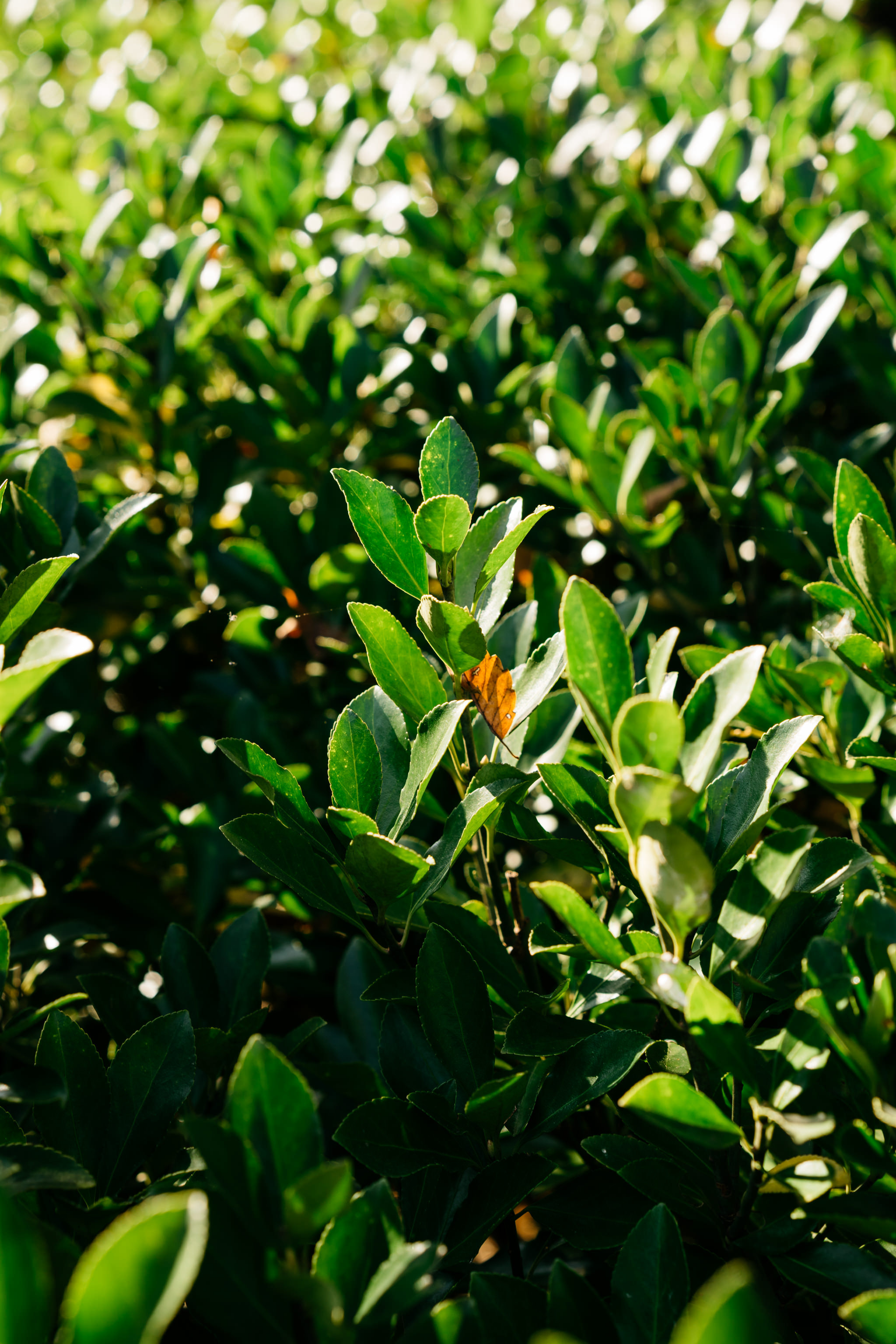 Small orange butterfly resting on green bush leaves in sunlight