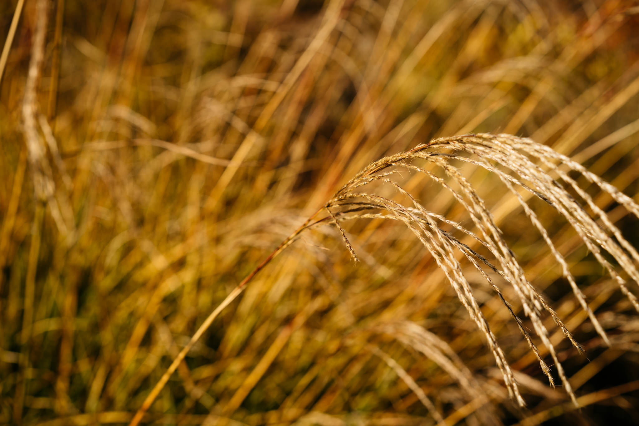 Golden grass seed heads in a sunlit field