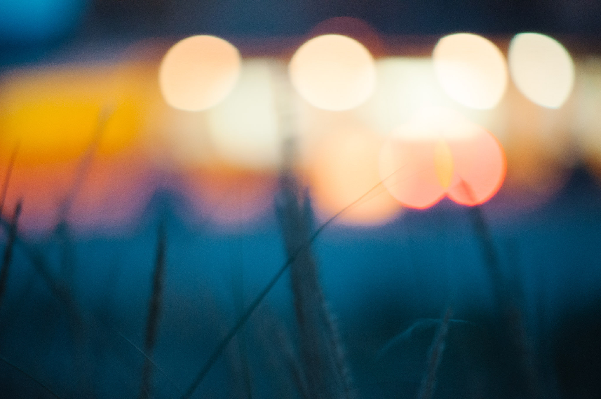 Silhouetted grass blades against colorful bokeh lights at dusk