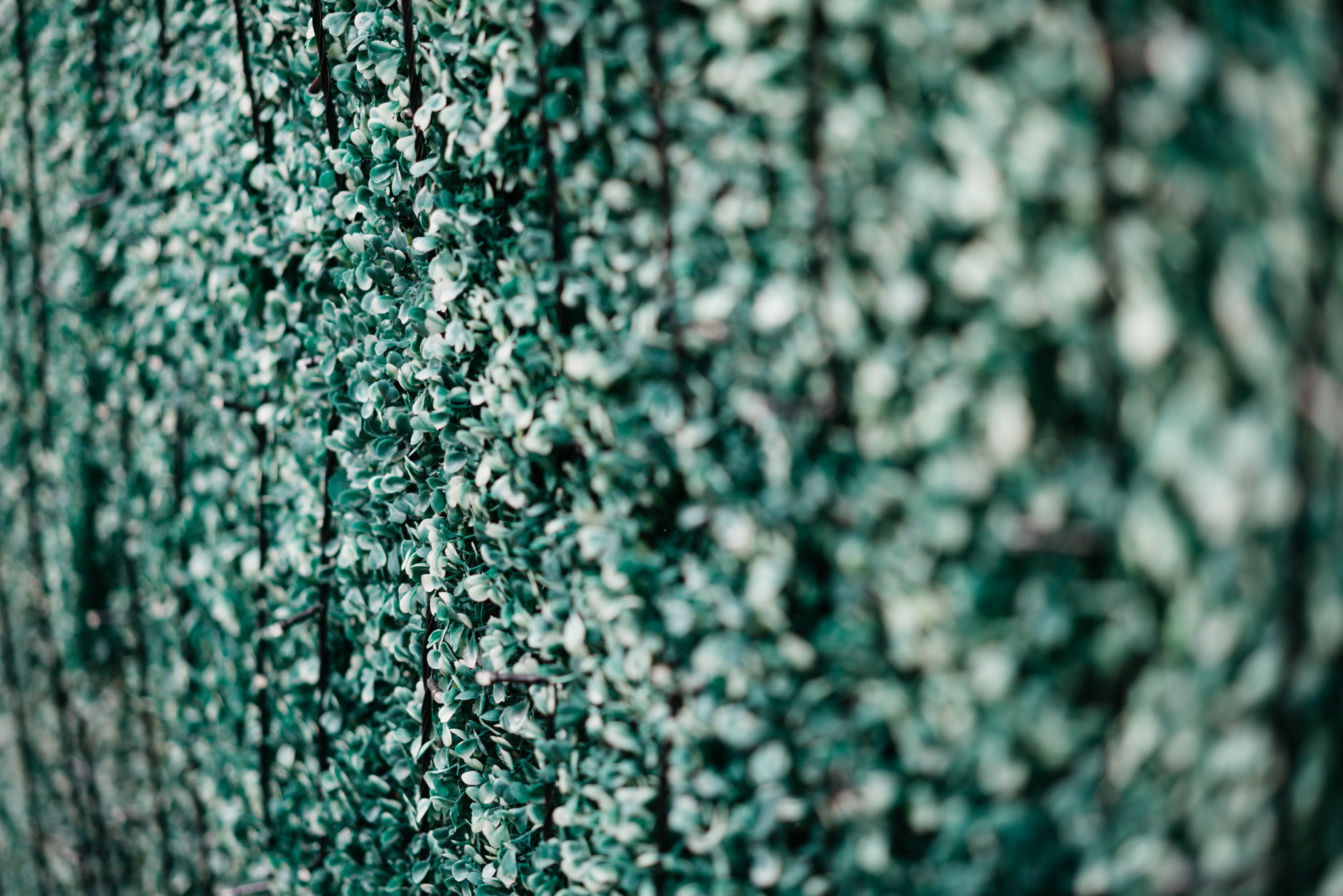 Close-up of green ivy leaves climbing on dark wooden fence