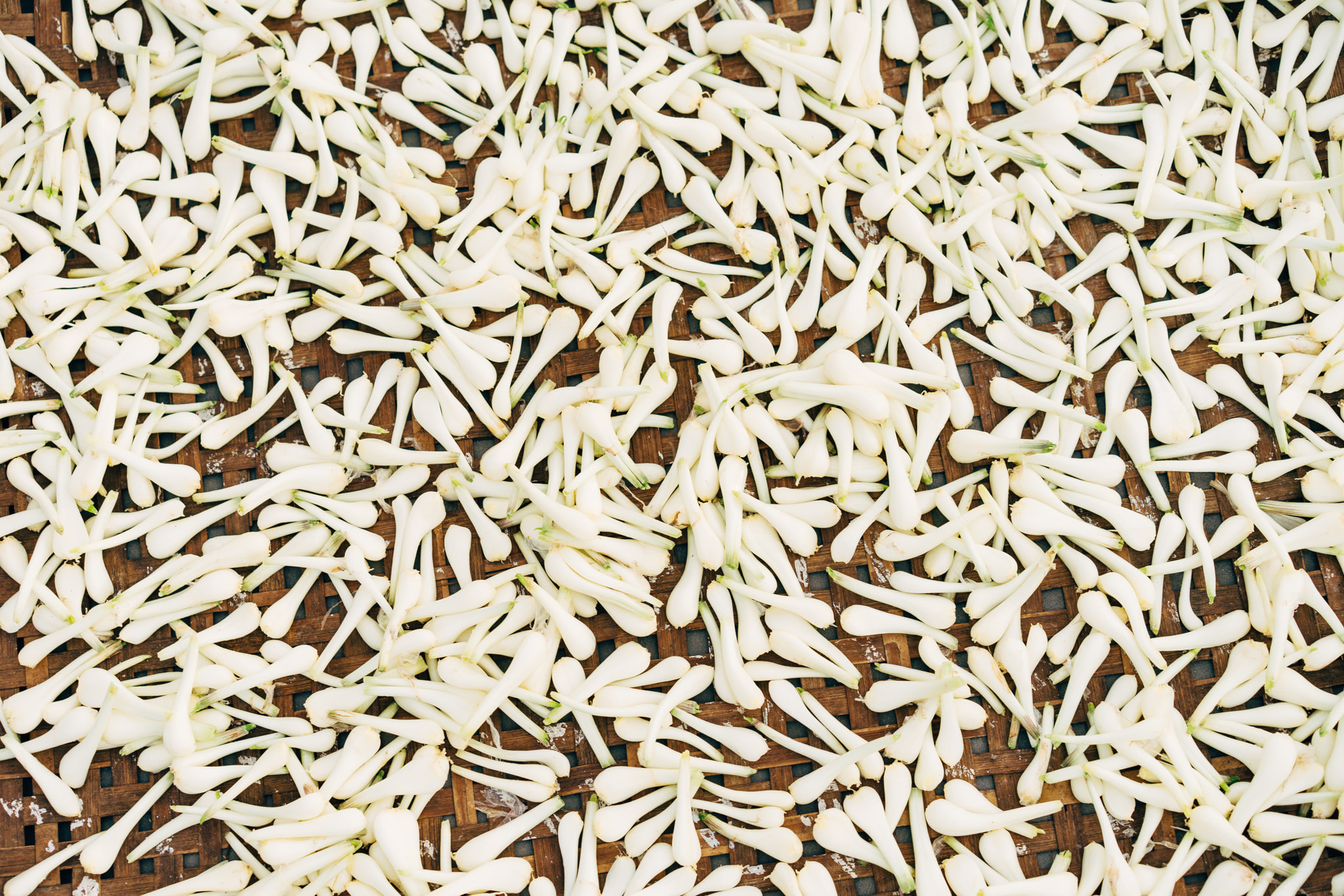 White jasmine flowers drying on woven bamboo mat