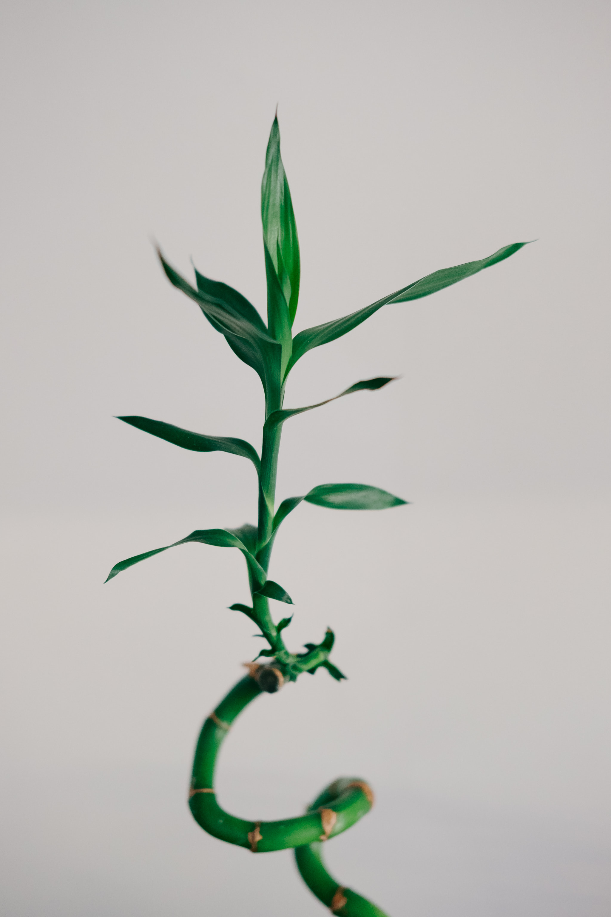 Lucky bamboo plant with spiral stem and green leaves on light background