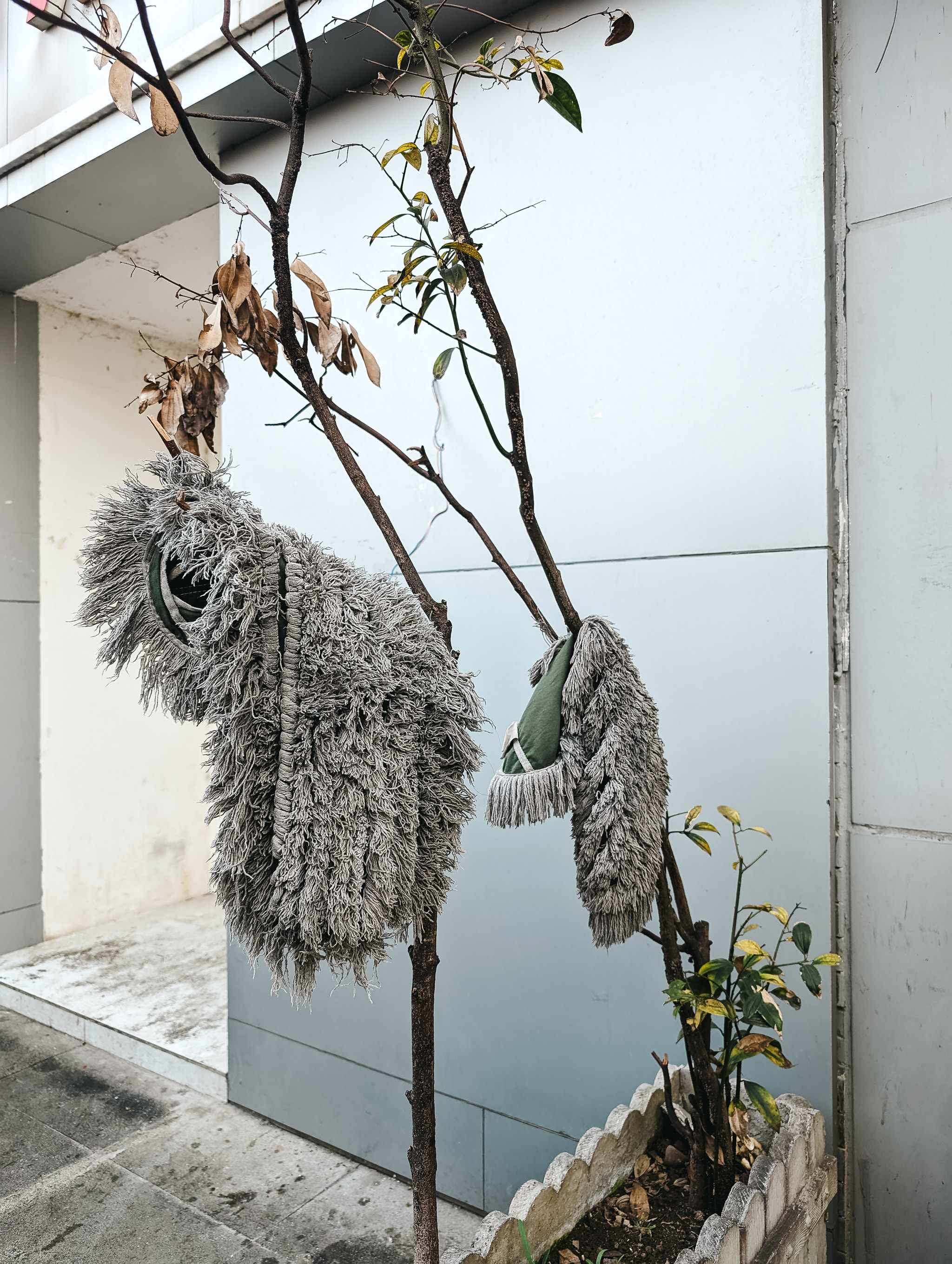 Two mop heads hanging from a small tree branch against a building wall