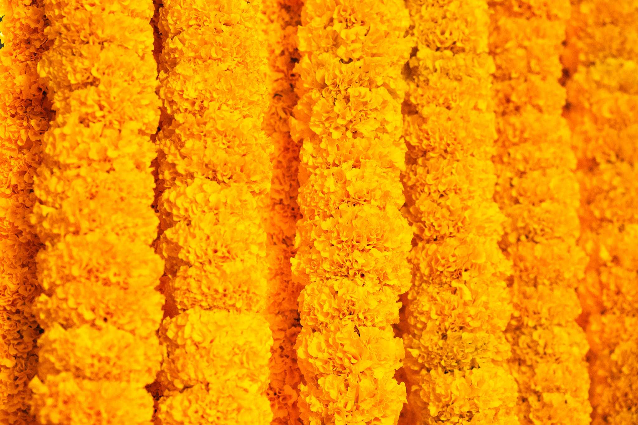 Vibrant orange marigold flower garlands hanging in rows