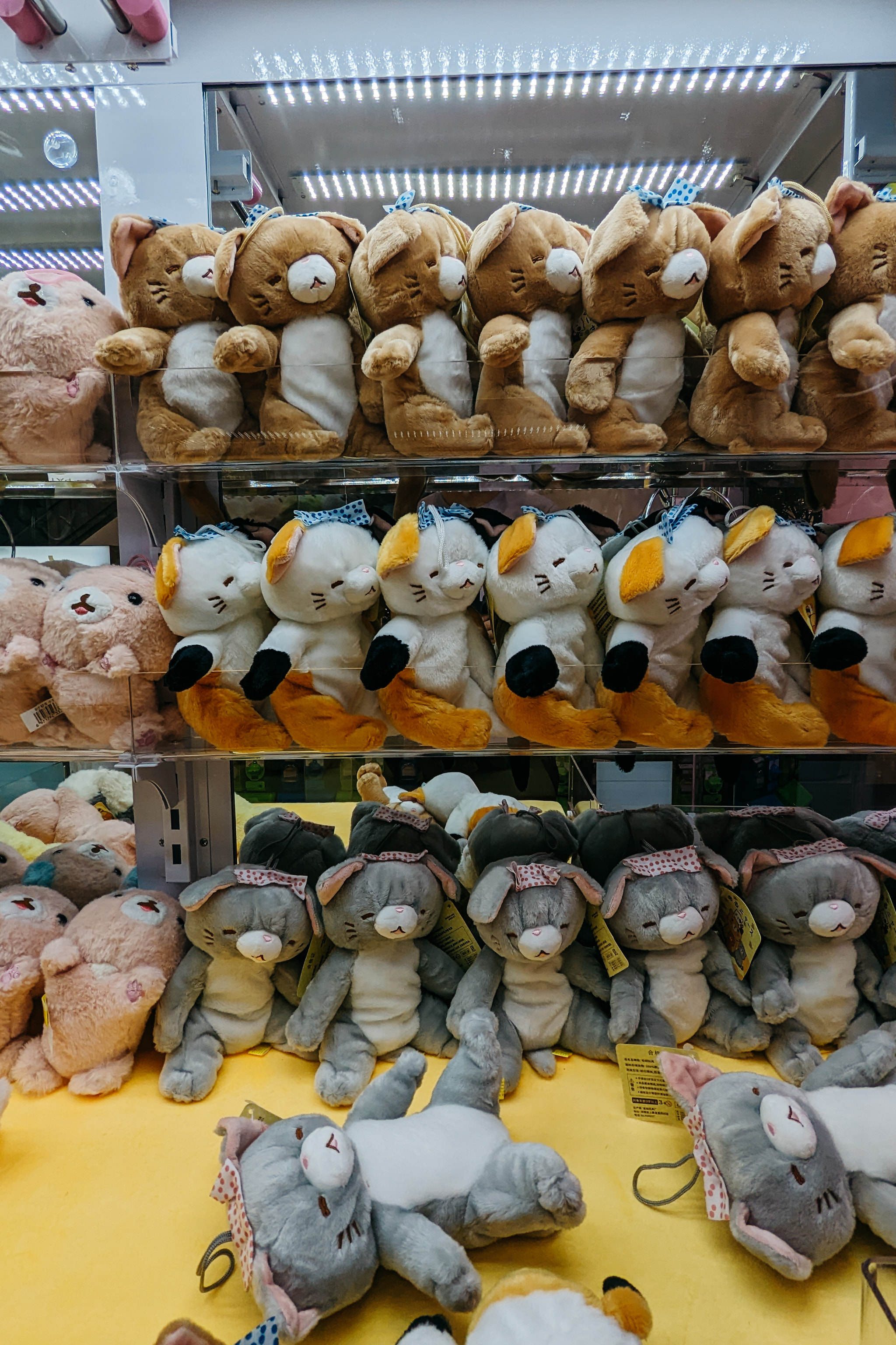 Rows of plush cat dolls arranged in a claw crane vending machine.