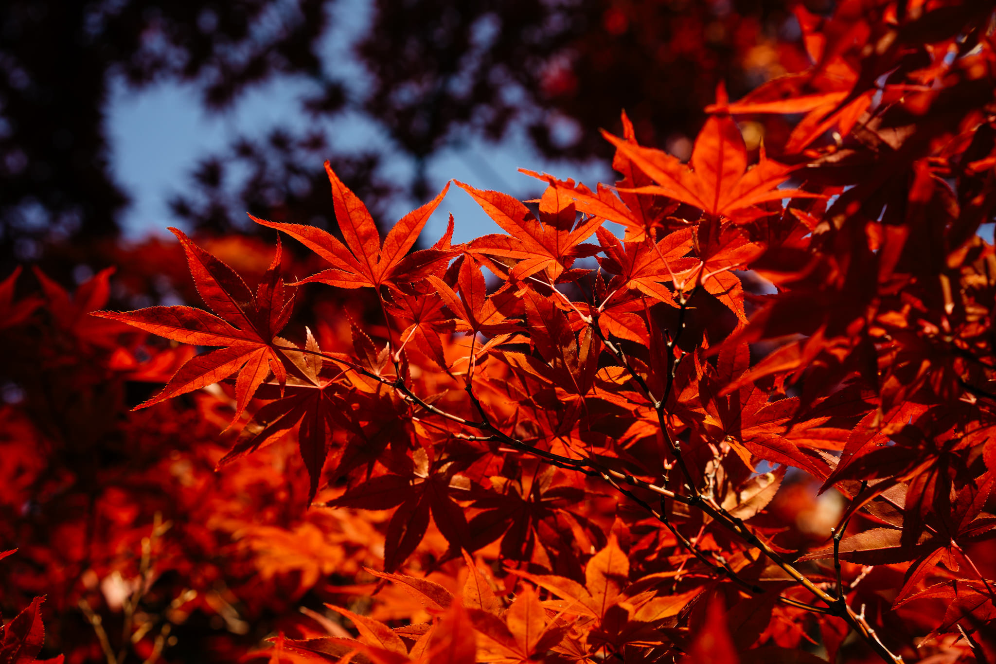 Vibrant red maple leaves against blue sky