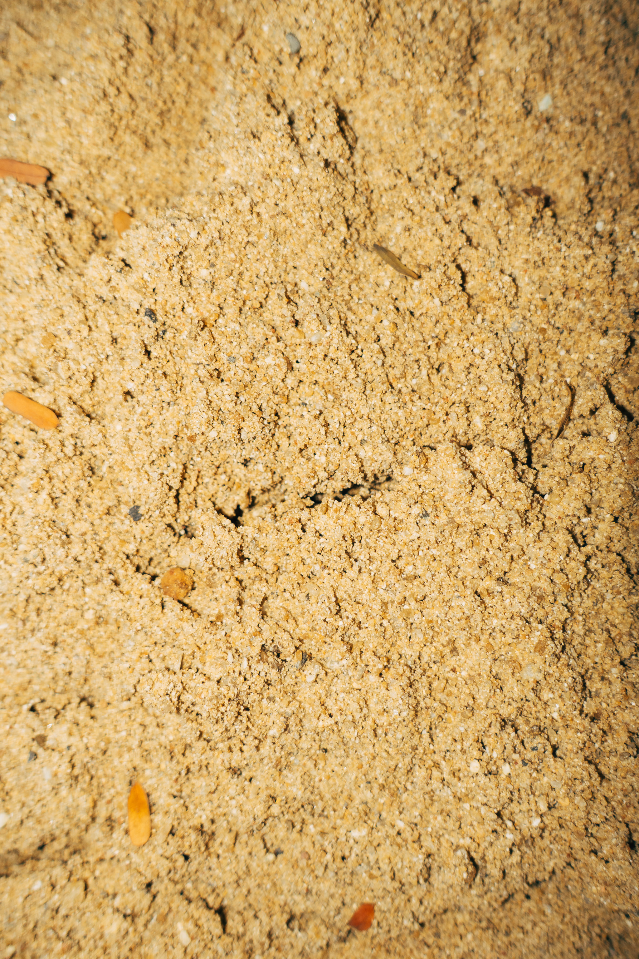 Close-up view of textured light brown sand with small debris and organic fragments