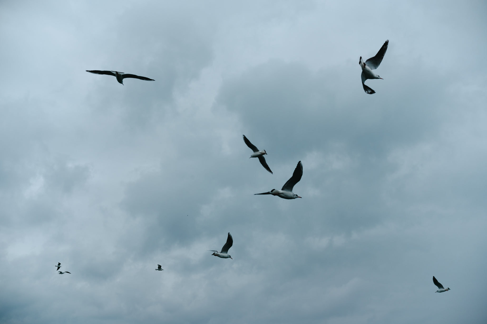 Flock of seabirds flying through overcast sky